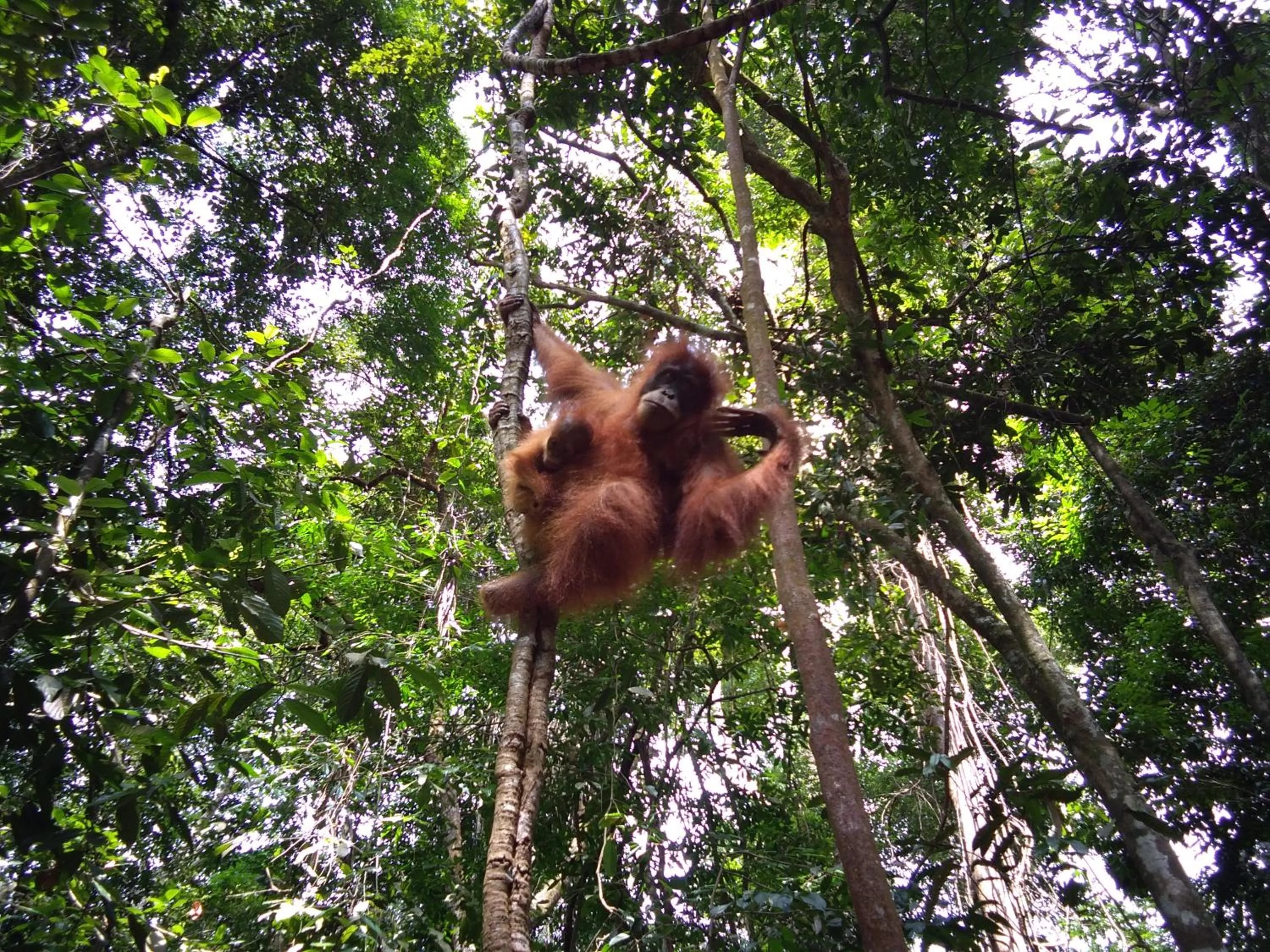Jungle Trekking & Jungle Tour only stay here if you are and you must booking jungle trekking with us