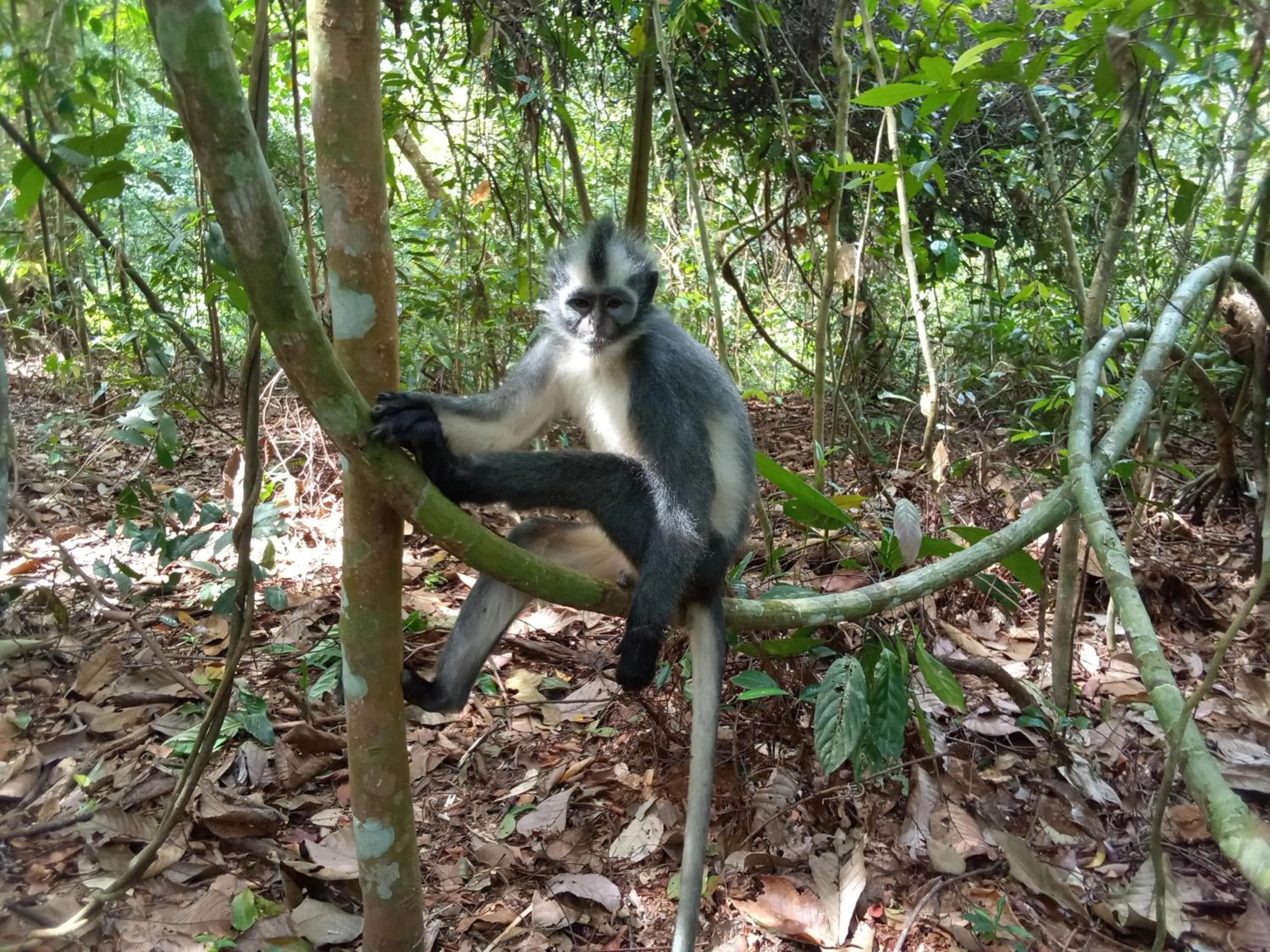 Jungle Trekking & Jungle Tour only stay here if you are and you must booking jungle trekking with us