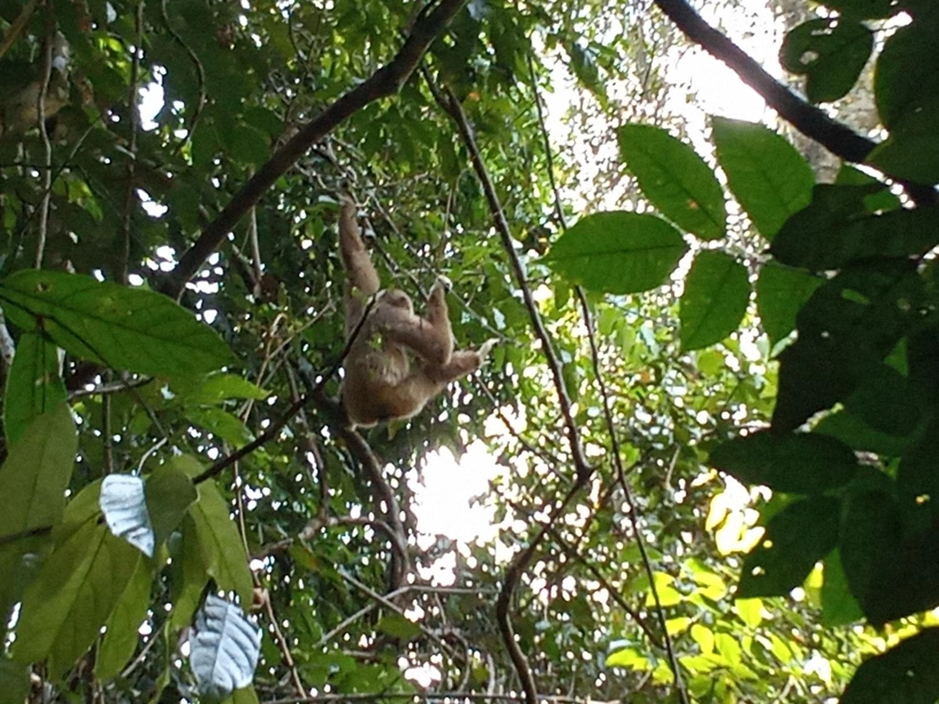 Jungle Trekking & Jungle Tour only stay here if you are and you must booking jungle trekking with us