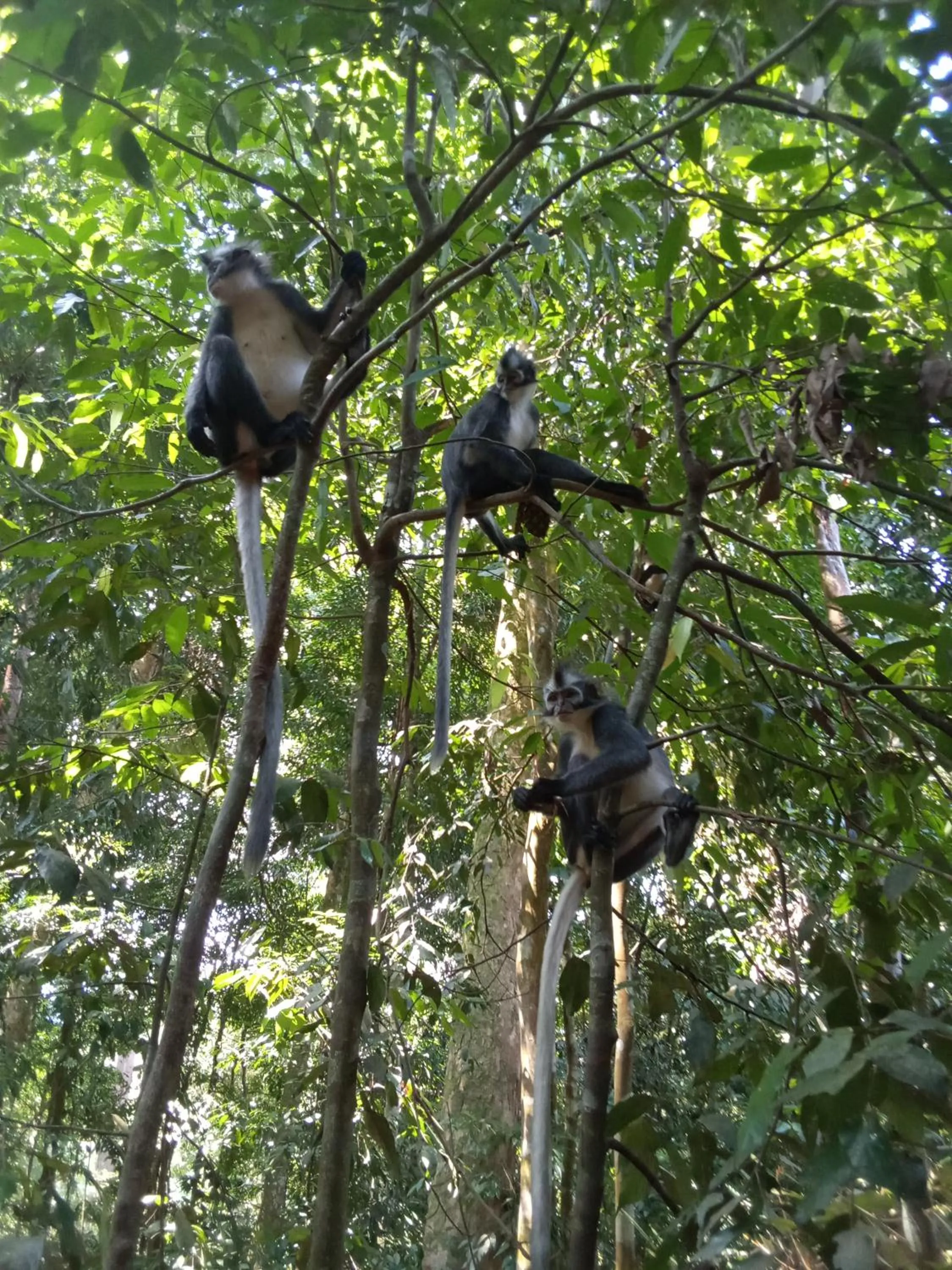 Jungle Trekking & Jungle Tour only stay here if you are and you must booking jungle trekking with us
