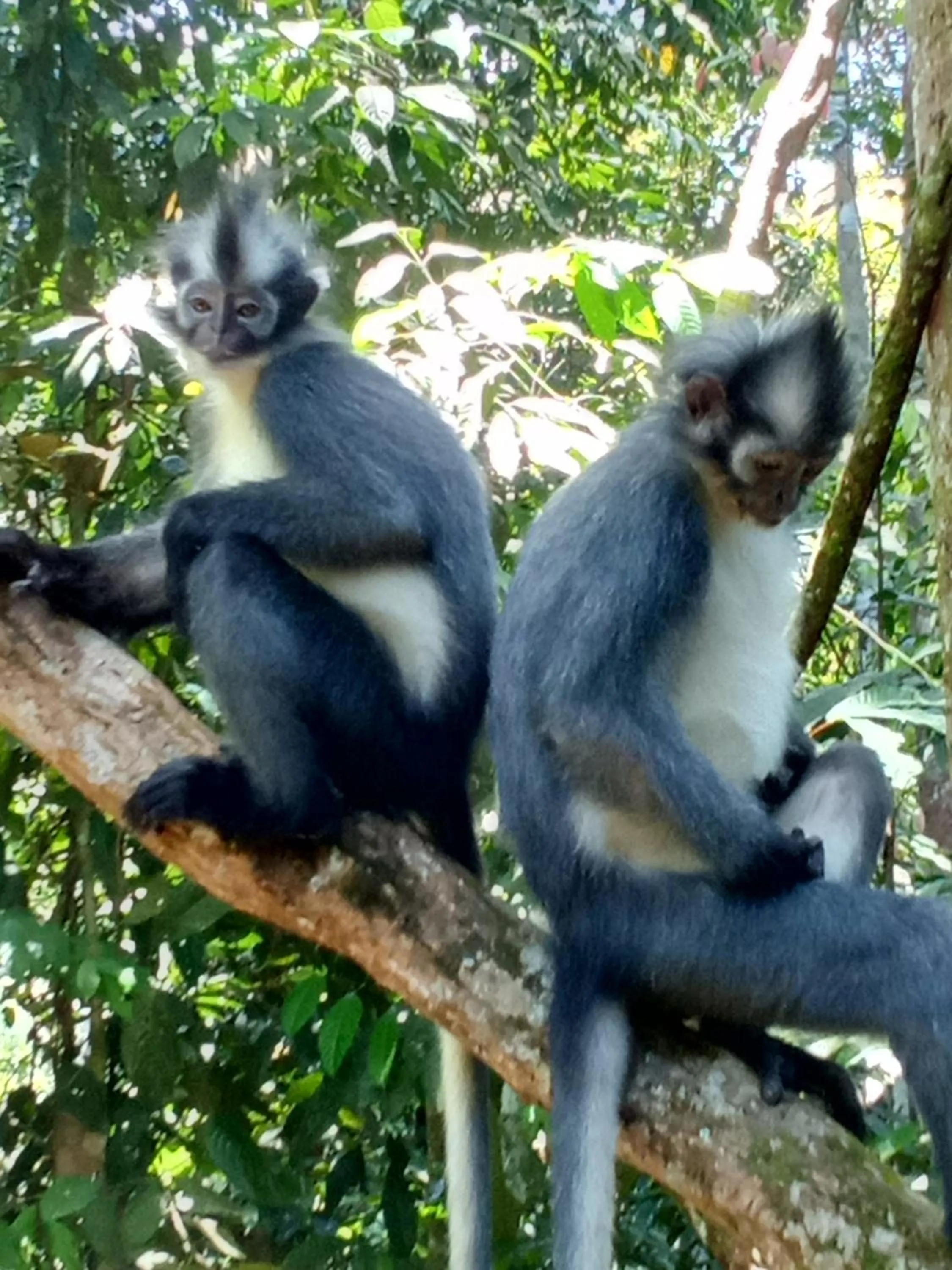 Jungle Trekking & Jungle Tour only stay here if you are and you must booking jungle trekking with us