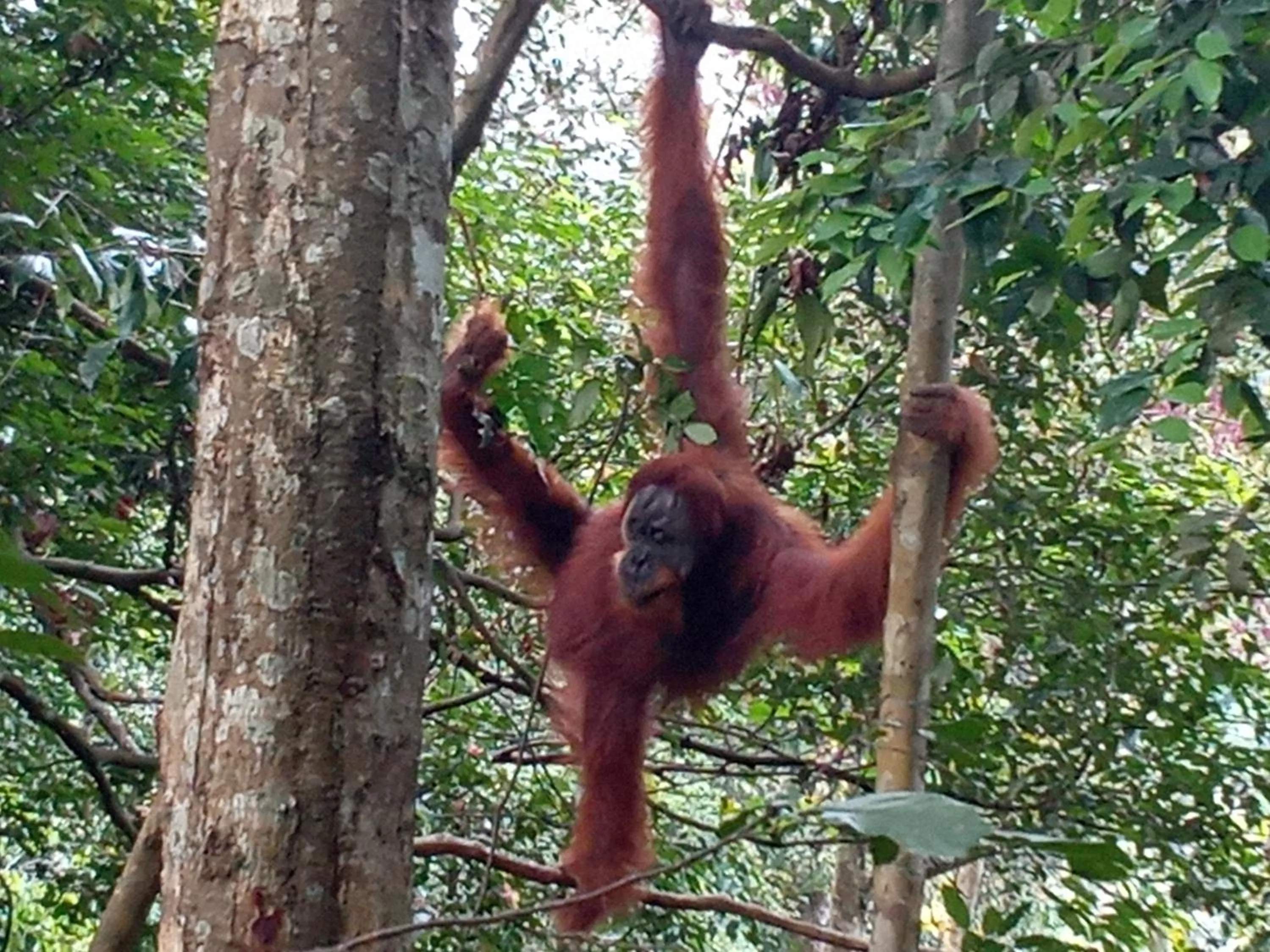 Jungle Trekking & Jungle Tour only stay here if you are and you must booking jungle trekking with us