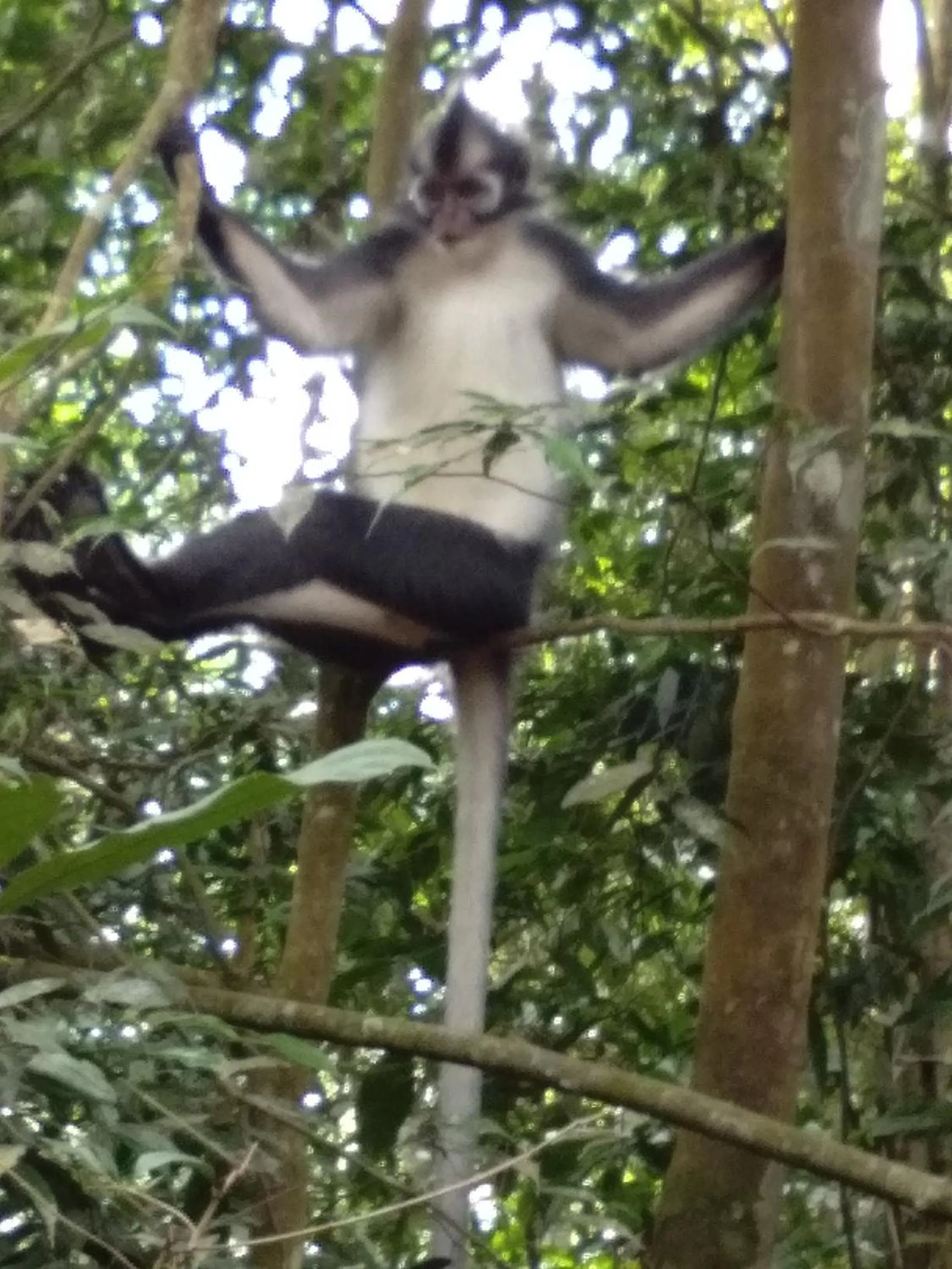 Jungle Trekking & Jungle Tour only stay here if you are and you must booking jungle trekking with us