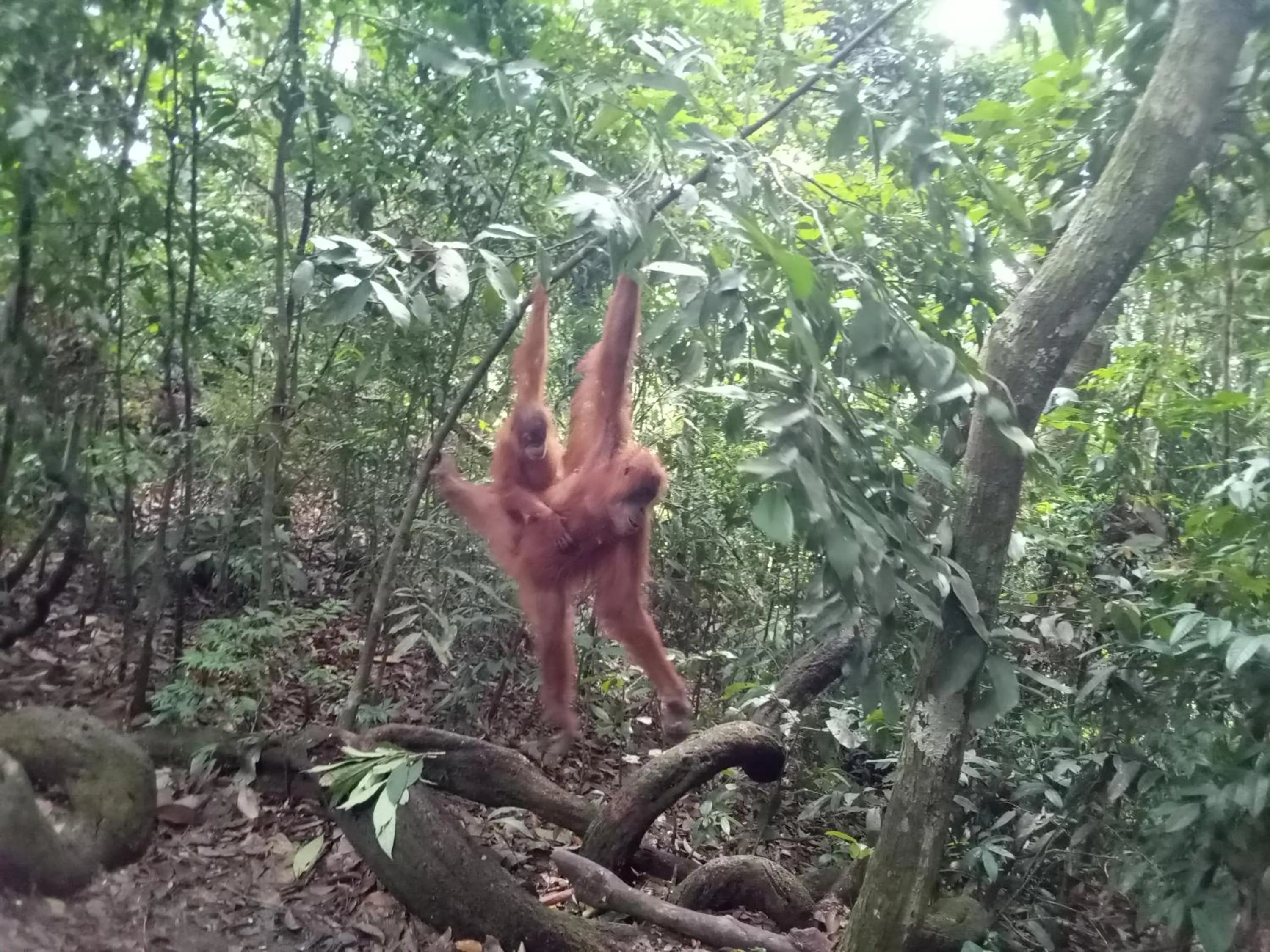Jungle Trekking & Jungle Tour only stay here if you are and you must booking jungle trekking with us