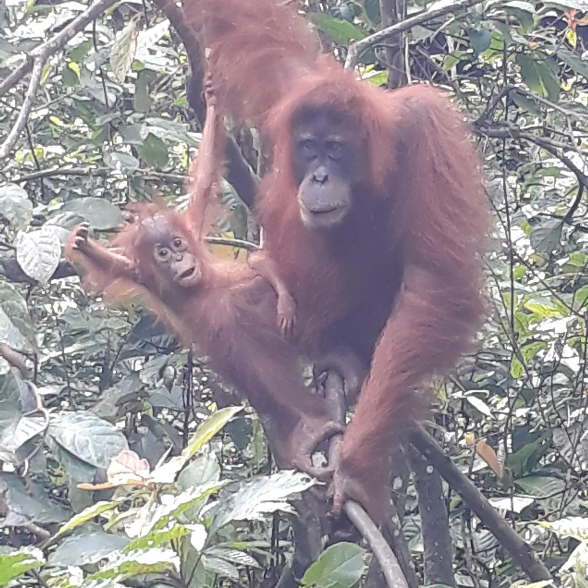 Jungle Trekking & Jungle Tour only stay here if you are and you must booking jungle trekking with us