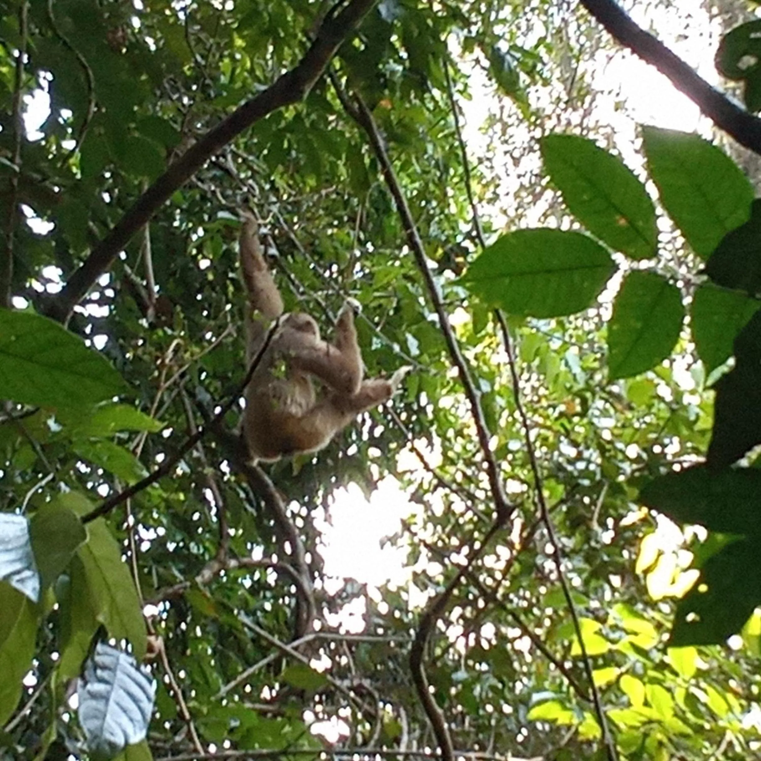 Jungle Trekking & Jungle Tour only stay here if you are and you must booking jungle trekking with us
