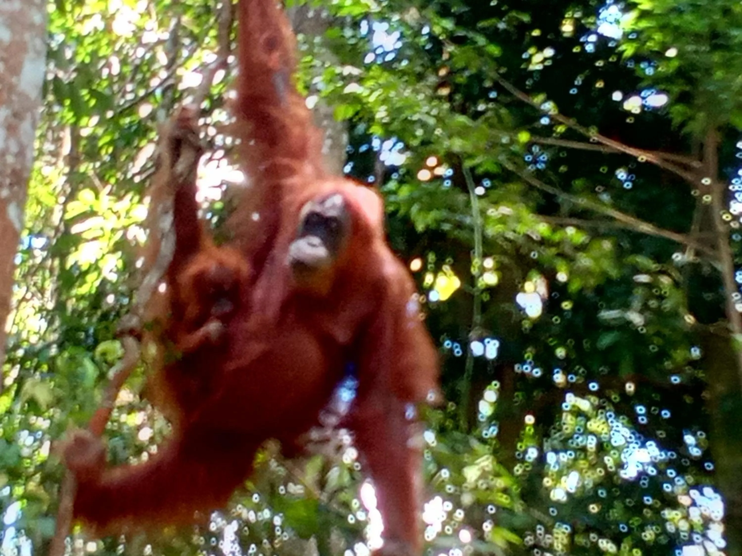 Jungle Trekking & Jungle Tour only stay here if you are and you must booking jungle trekking with us