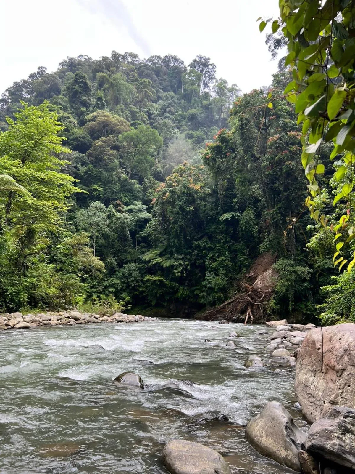 Jungle Trekking & Jungle Tour only stay here if you are and you must booking jungle trekking with us