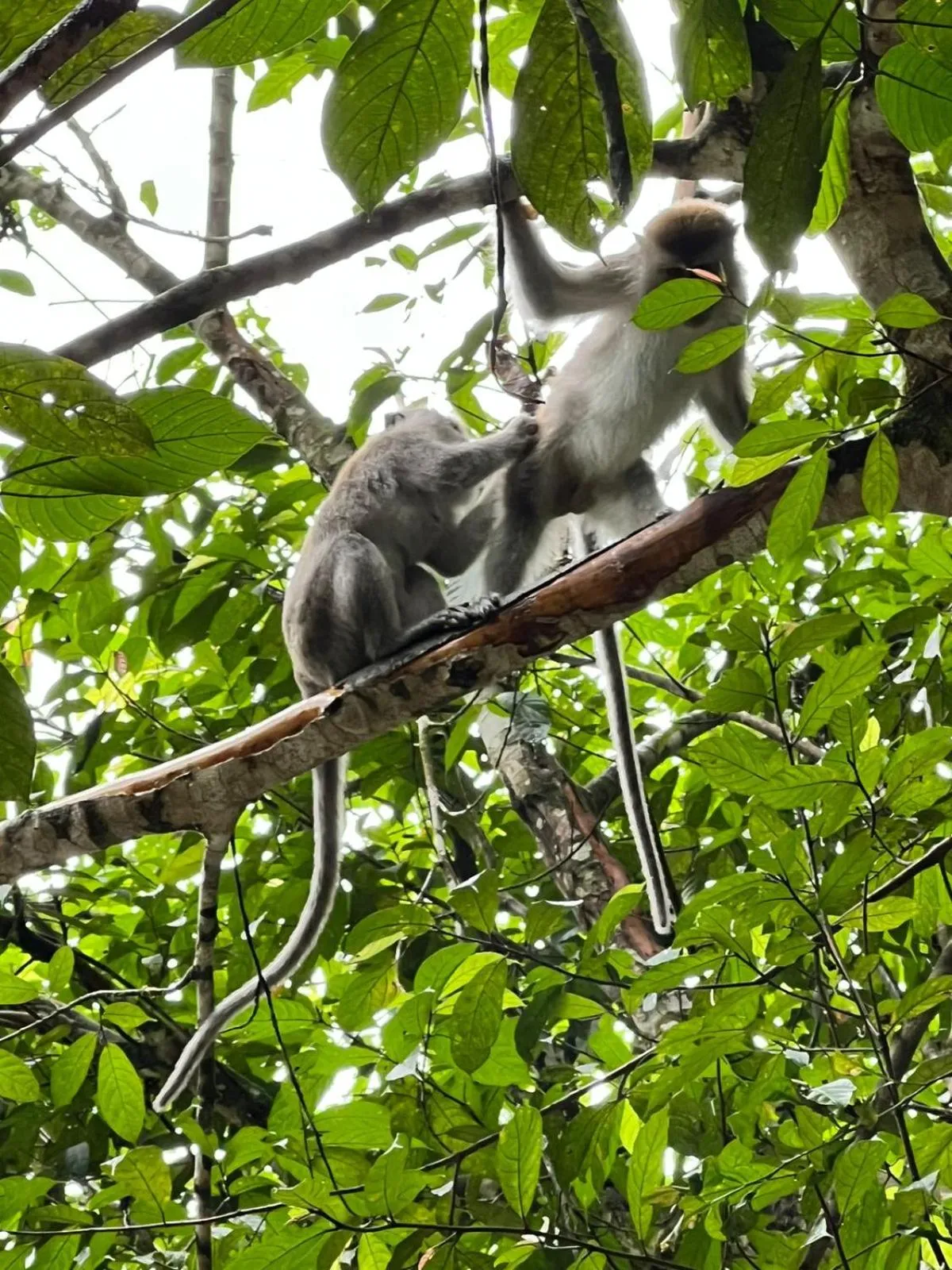 Jungle Trekking & Jungle Tour only stay here if you are and you must booking jungle trekking with us
