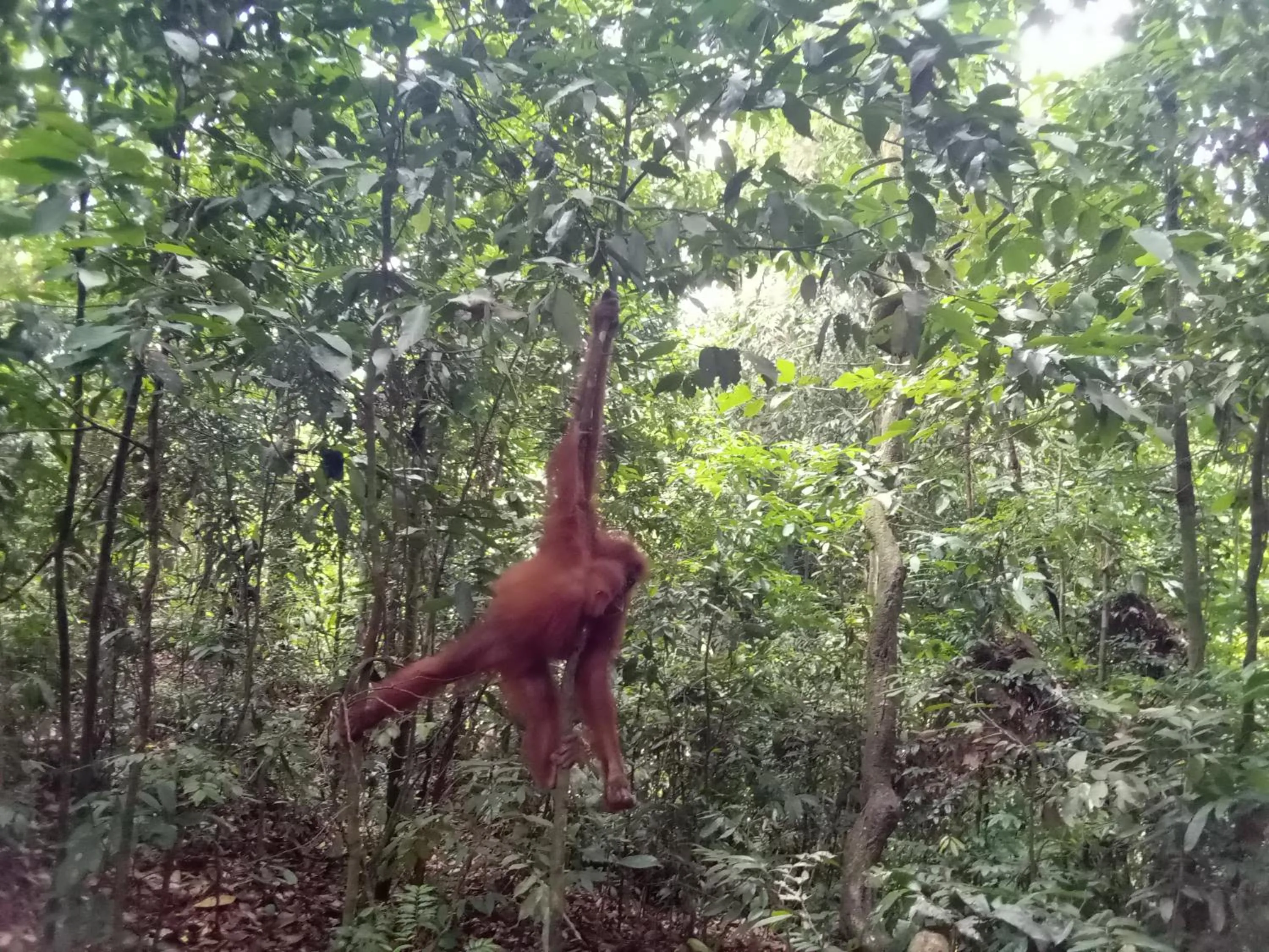 Jungle Trekking & Jungle Tour only stay here if you are and you must booking jungle trekking with us