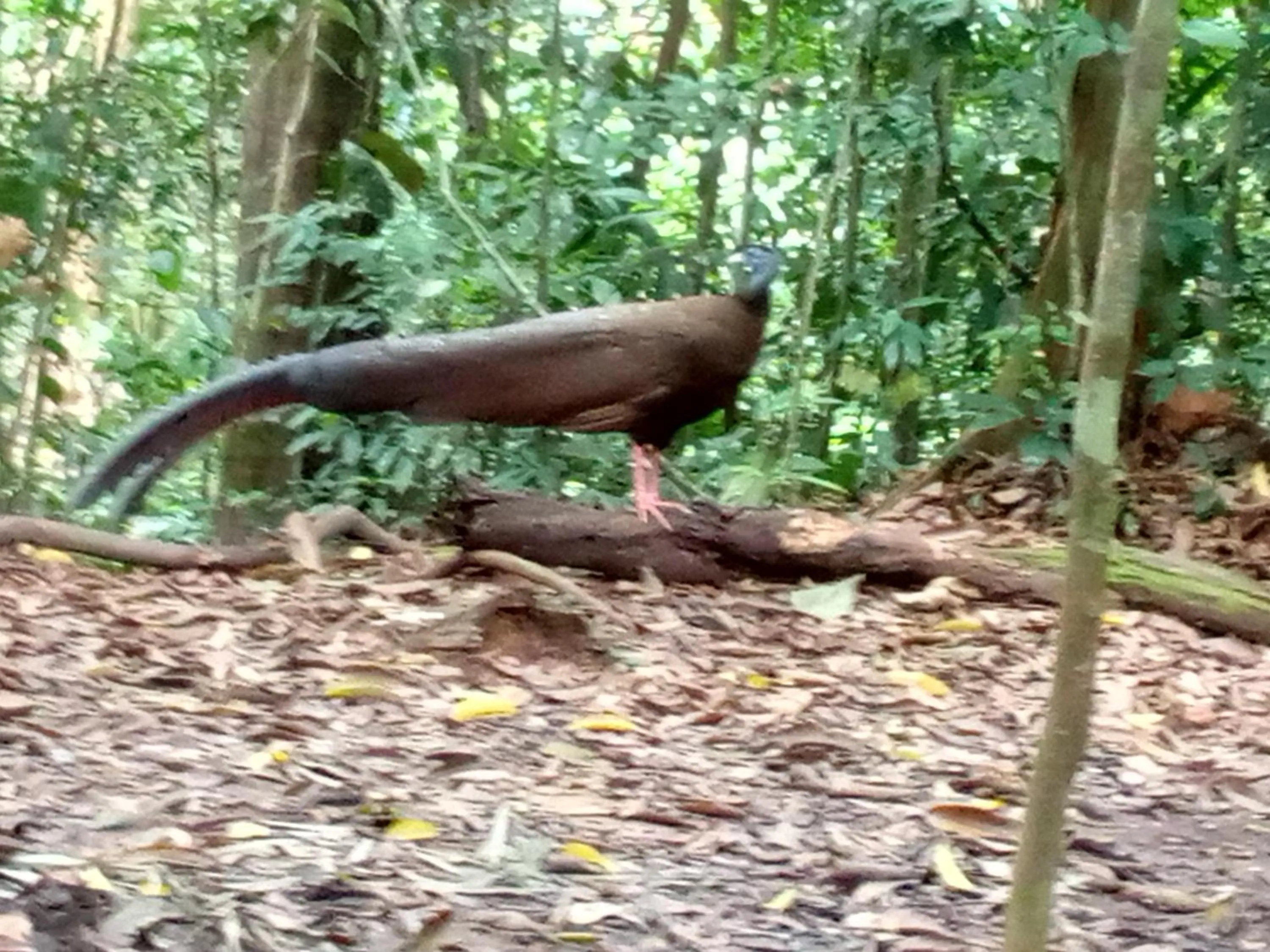 Jungle Trekking & Jungle Tour only stay here if you are and you must booking jungle trekking with us