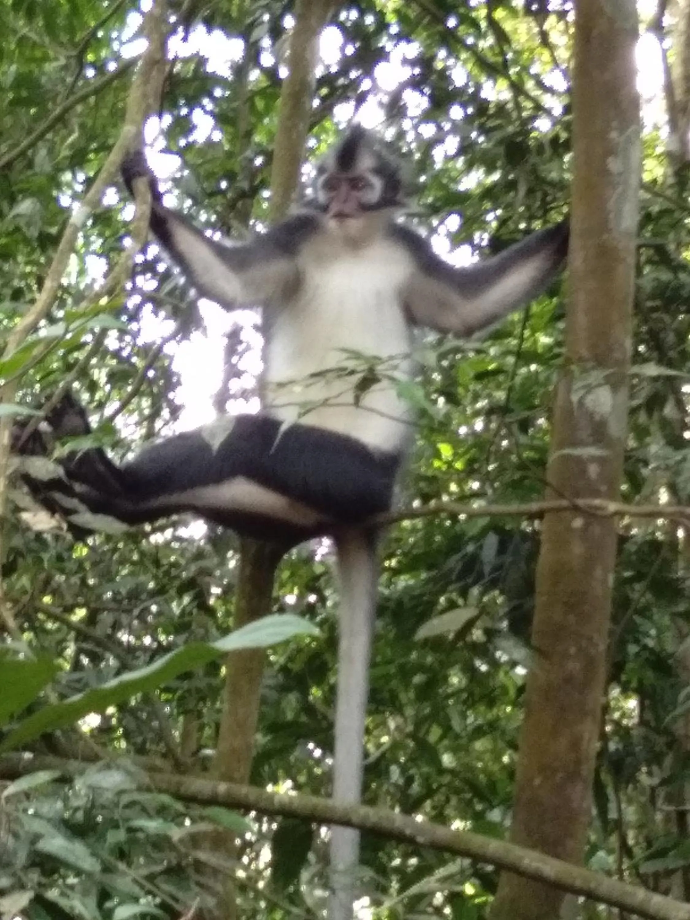 Jungle Trekking & Jungle Tour only stay here if you are and you must booking jungle trekking with us