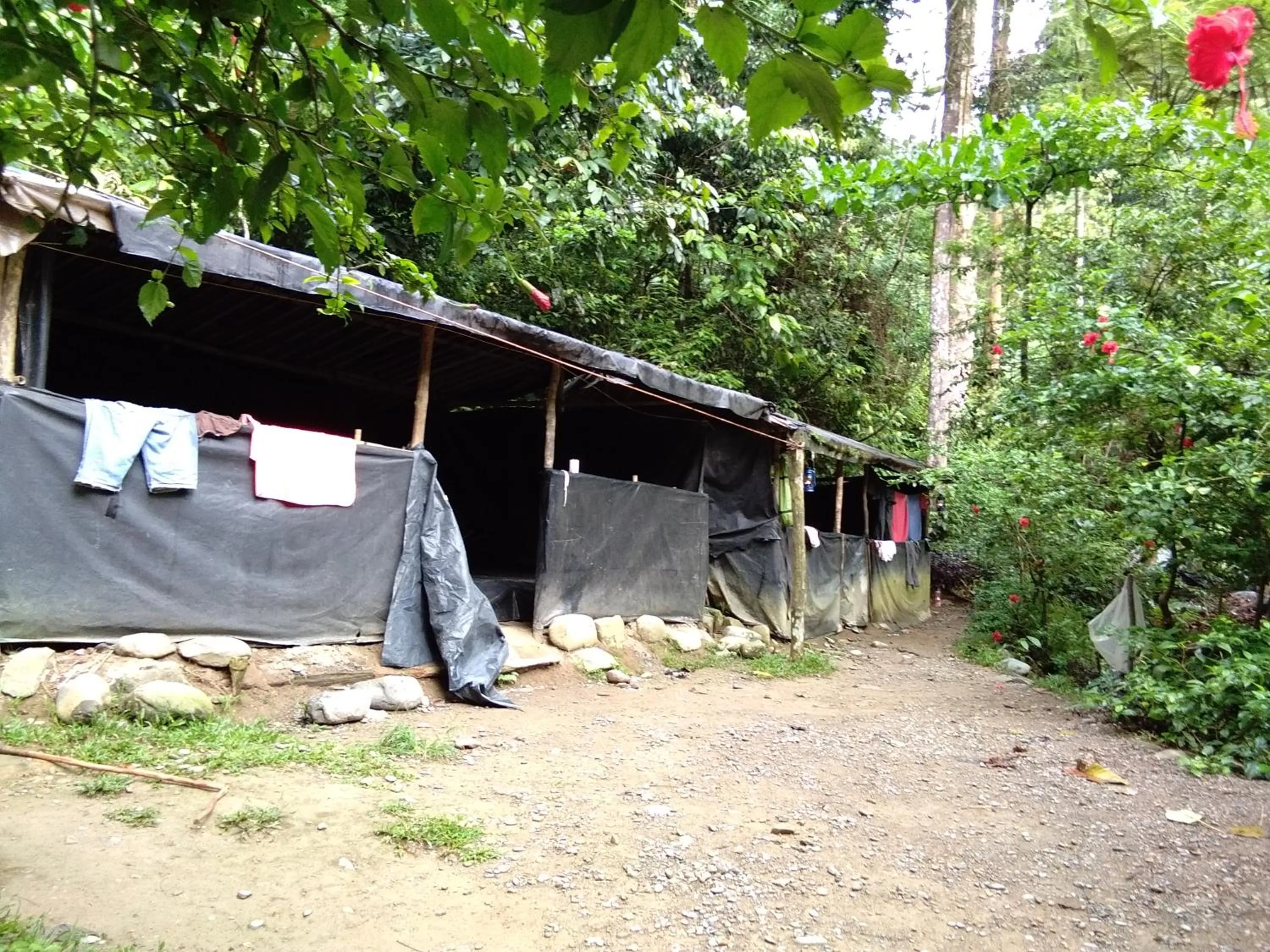 Jungle Trekking & Jungle Tour only stay here if you are and you must booking jungle trekking with us