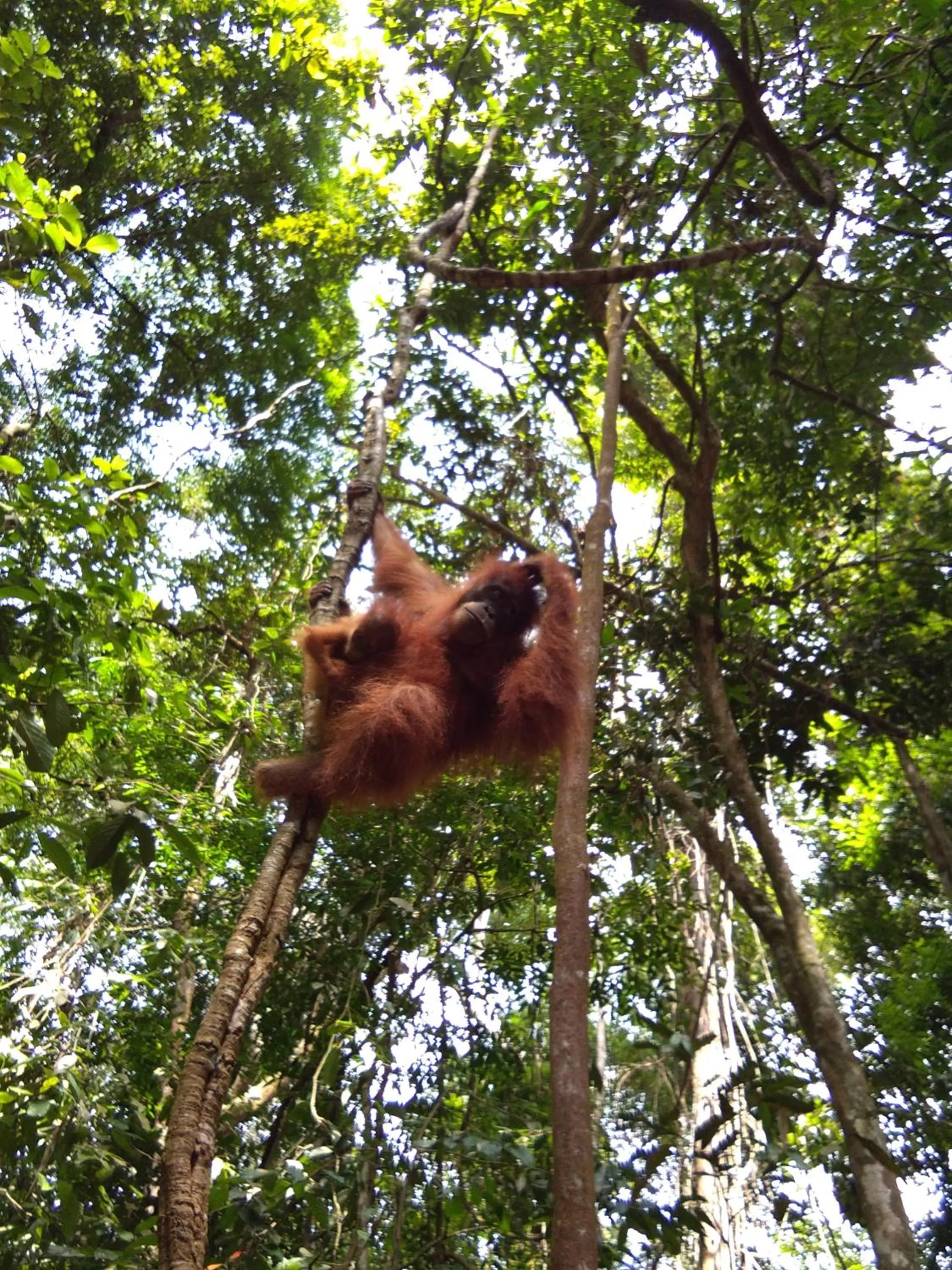Jungle Trekking & Jungle Tour only stay here if you are and you must booking jungle trekking with us