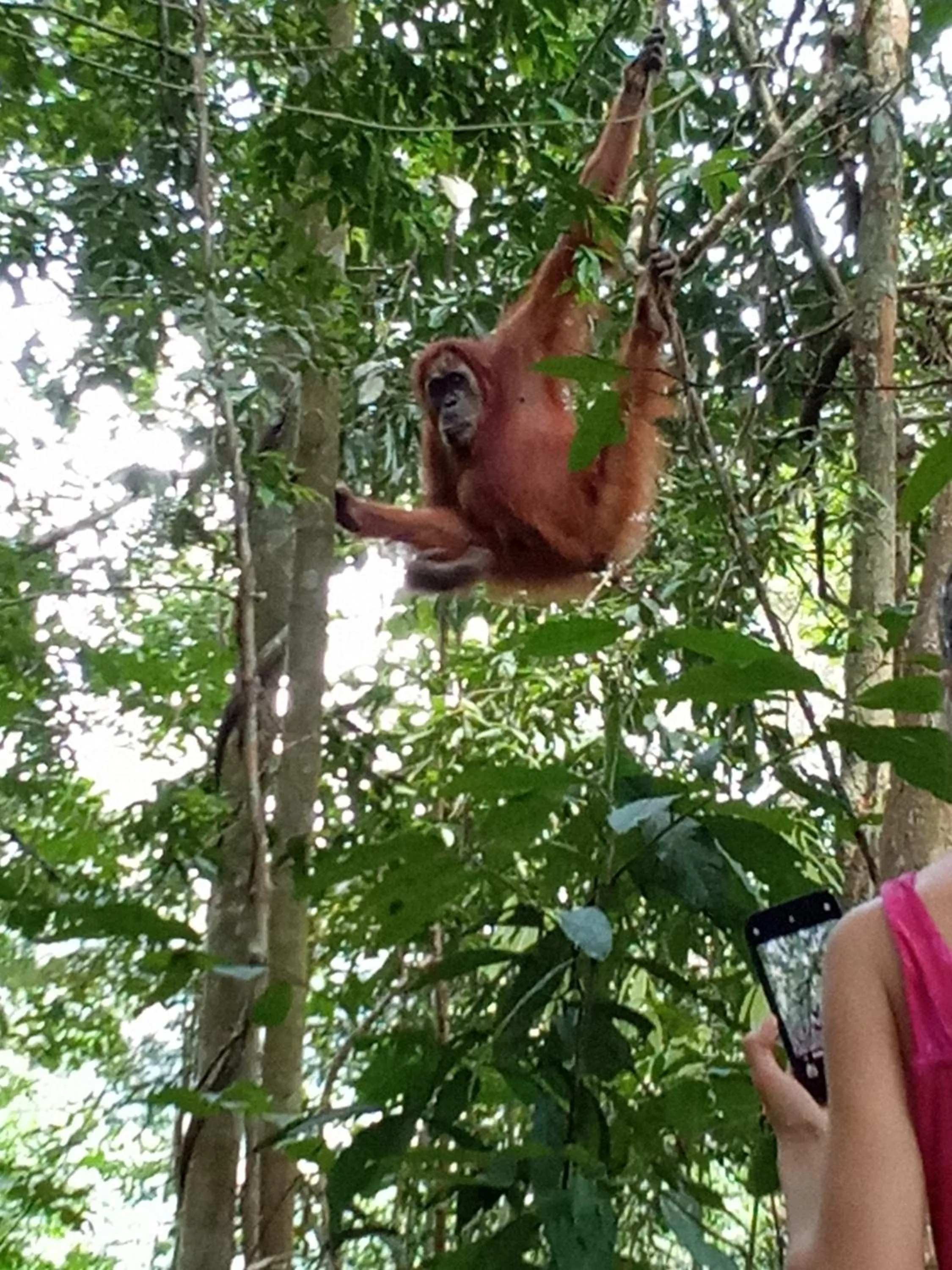 Jungle Trekking & Jungle Tour only stay here if you are and you must booking jungle trekking with us