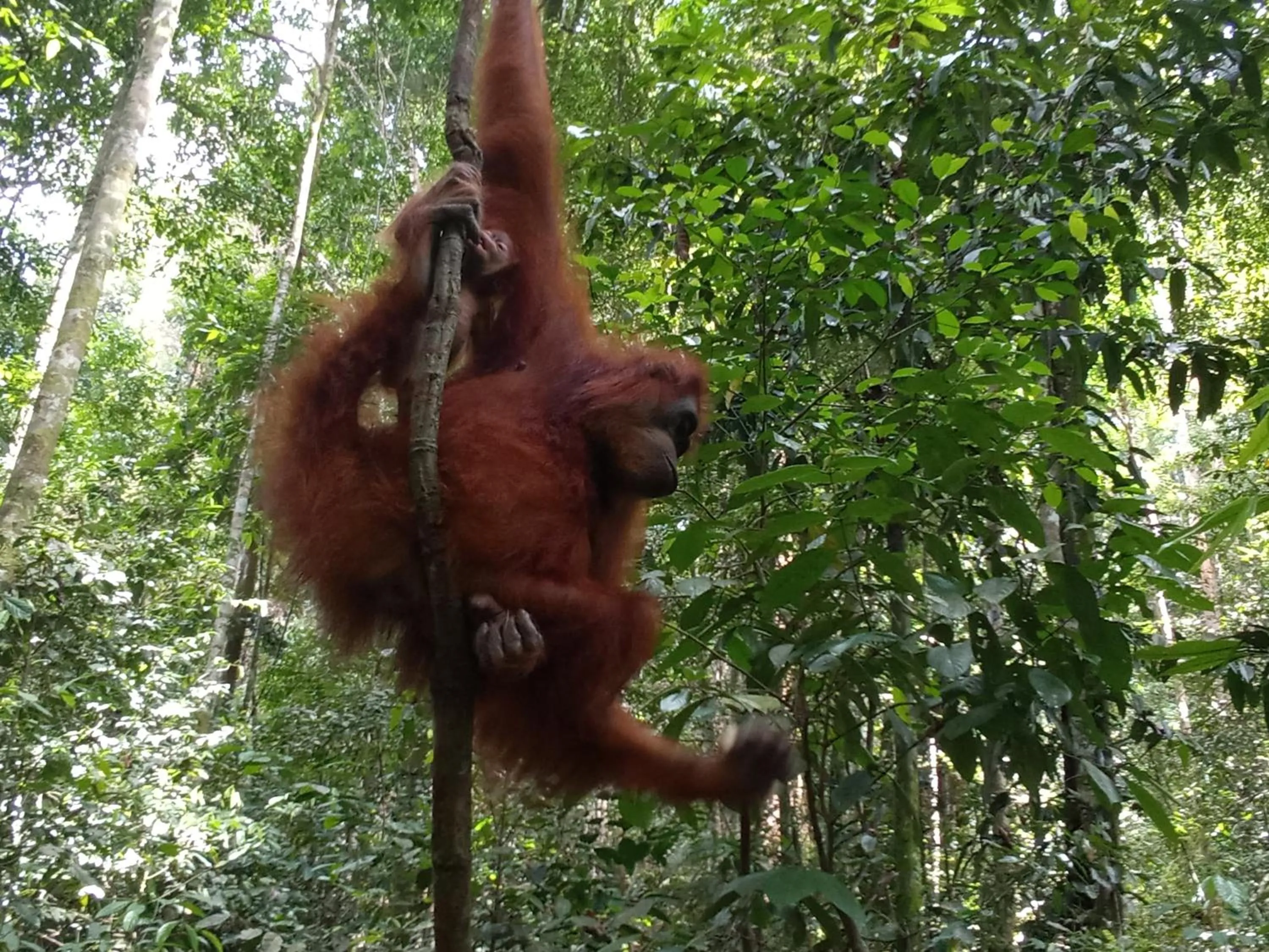 Jungle Trekking & Jungle Tour only stay here if you are and you must booking jungle trekking with us
