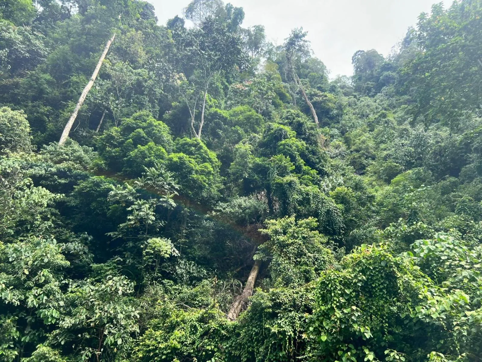 Jungle Trekking & Jungle Tour only stay here if you are and you must booking jungle trekking with us