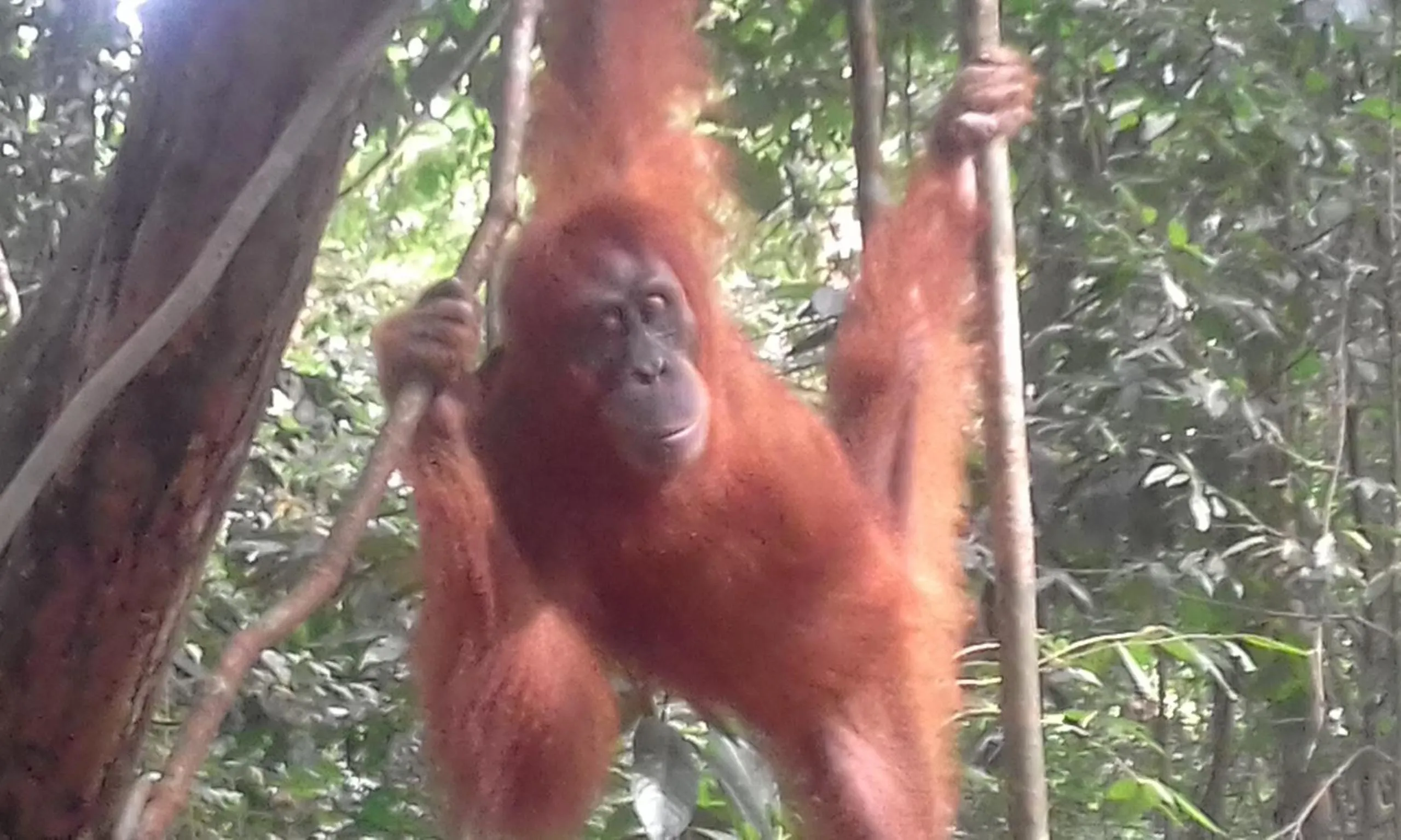 Jungle Trekking & Jungle Tour only stay here if you are and you must booking jungle trekking with us
