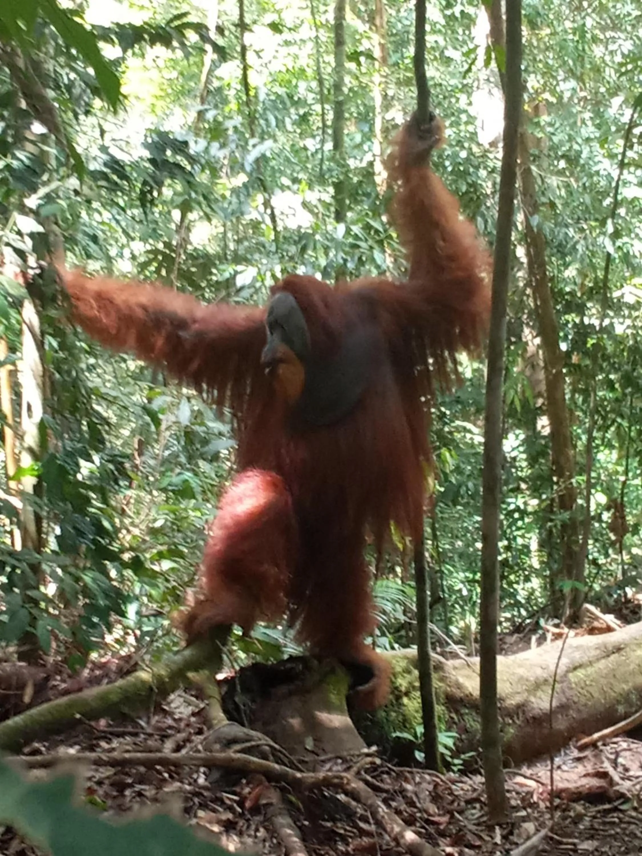 Jungle Trekking & Jungle Tour only stay here if you are and you must booking jungle trekking with us