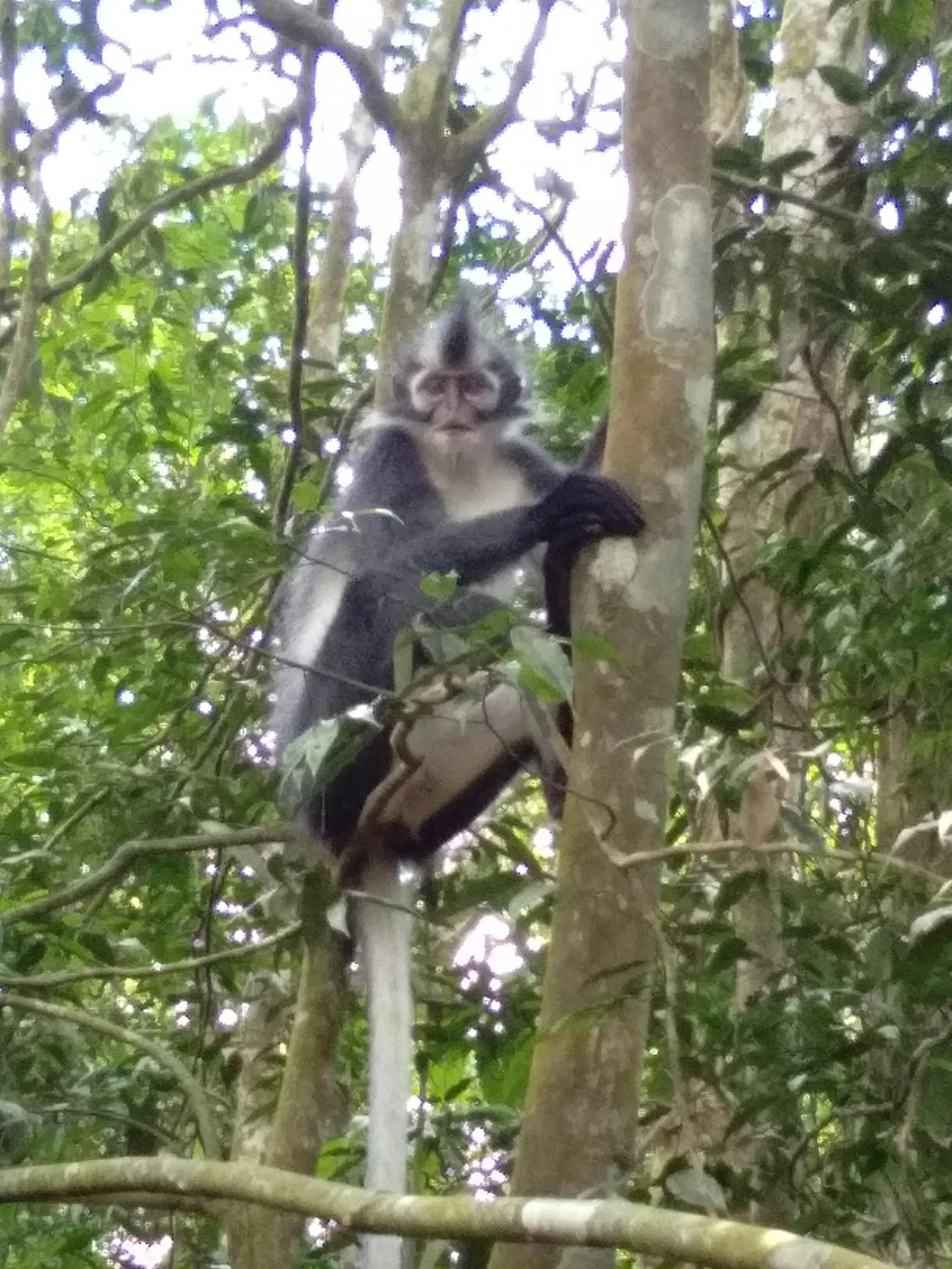 Jungle Trekking & Jungle Tour only stay here if you are and you must booking jungle trekking with us