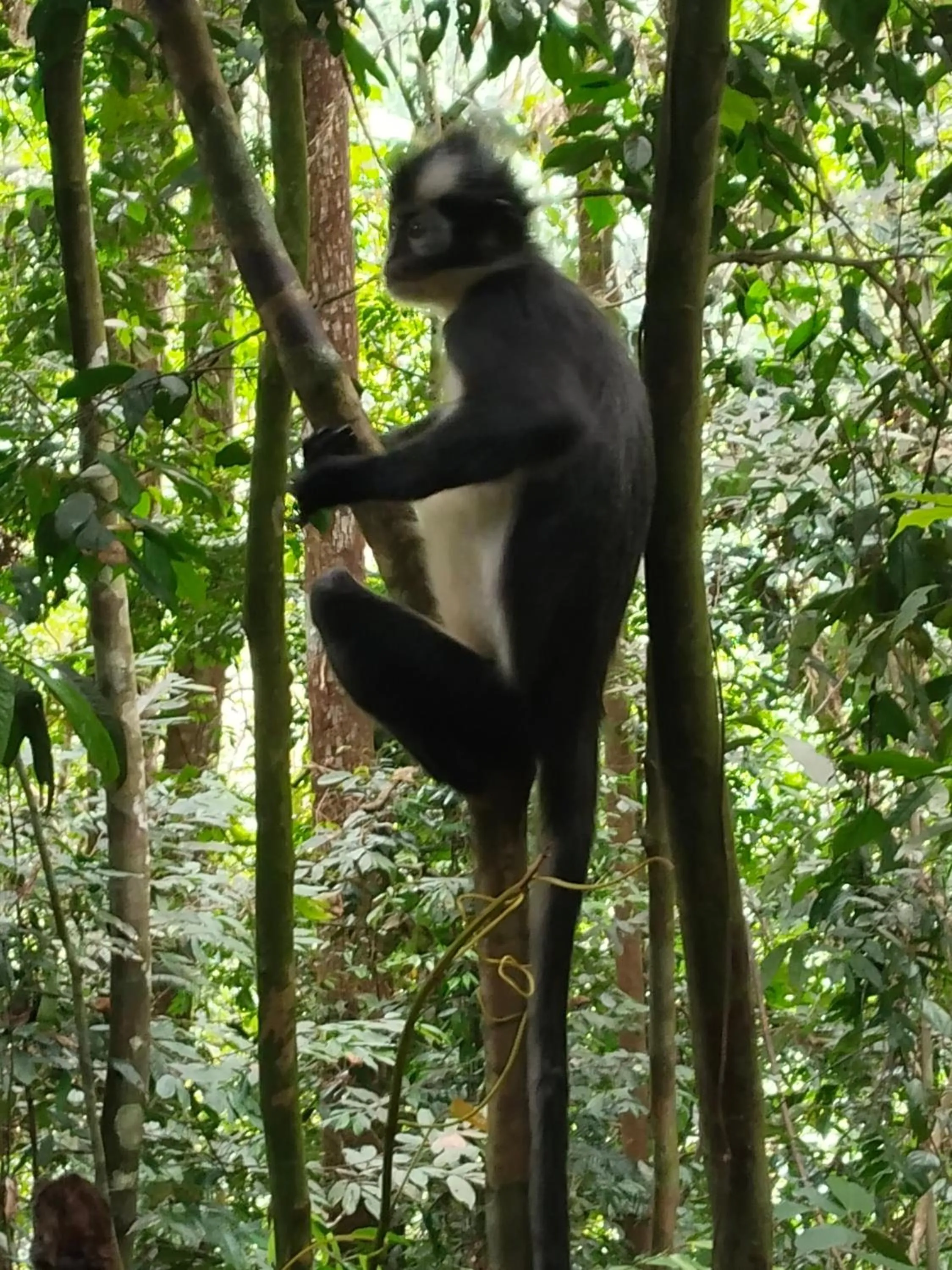 Jungle Trekking & Jungle Tour only stay here if you are and you must booking jungle trekking with us