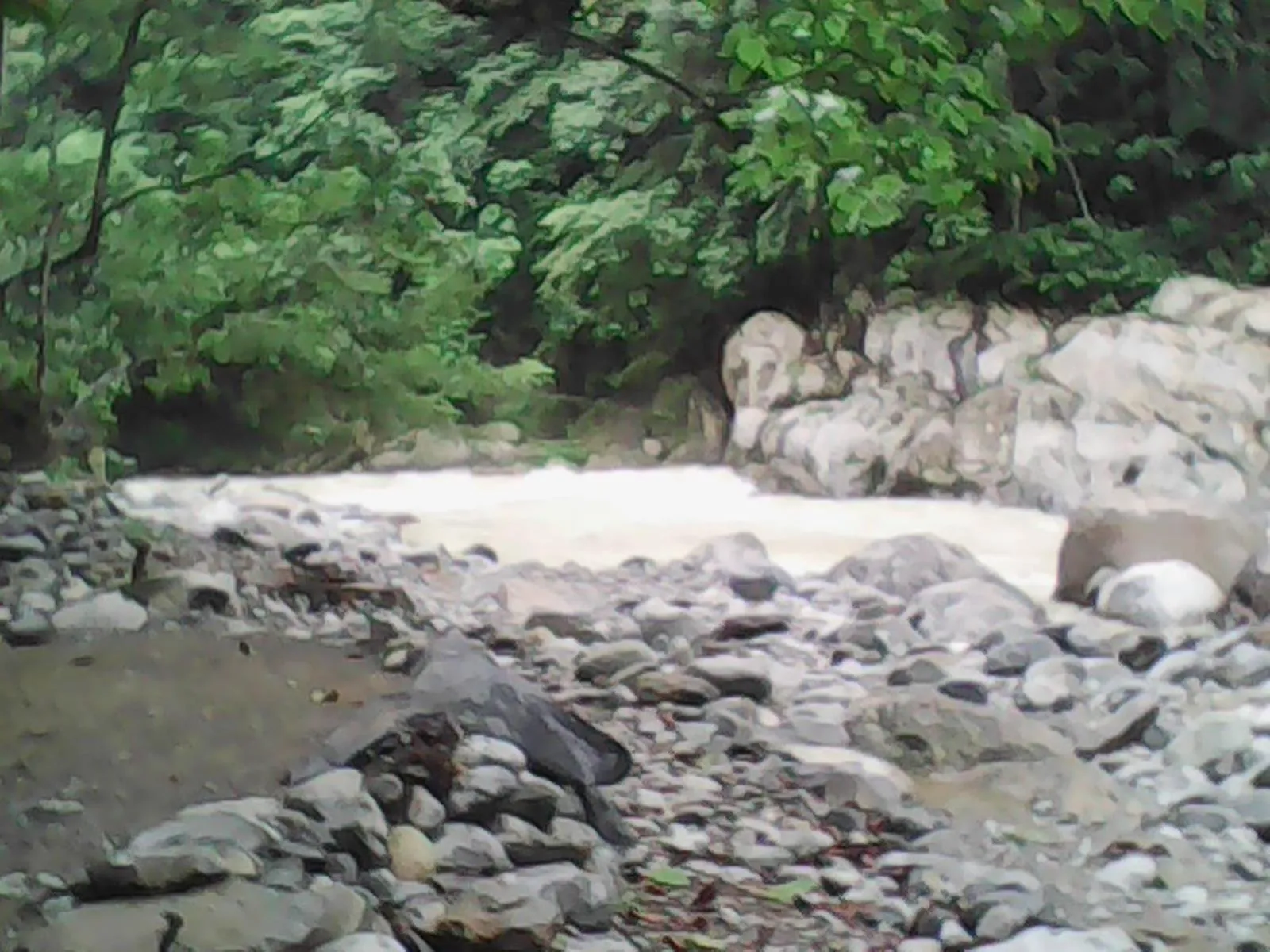 Jungle Trekking & Jungle Tour only stay here if you are and you must booking jungle trekking with us