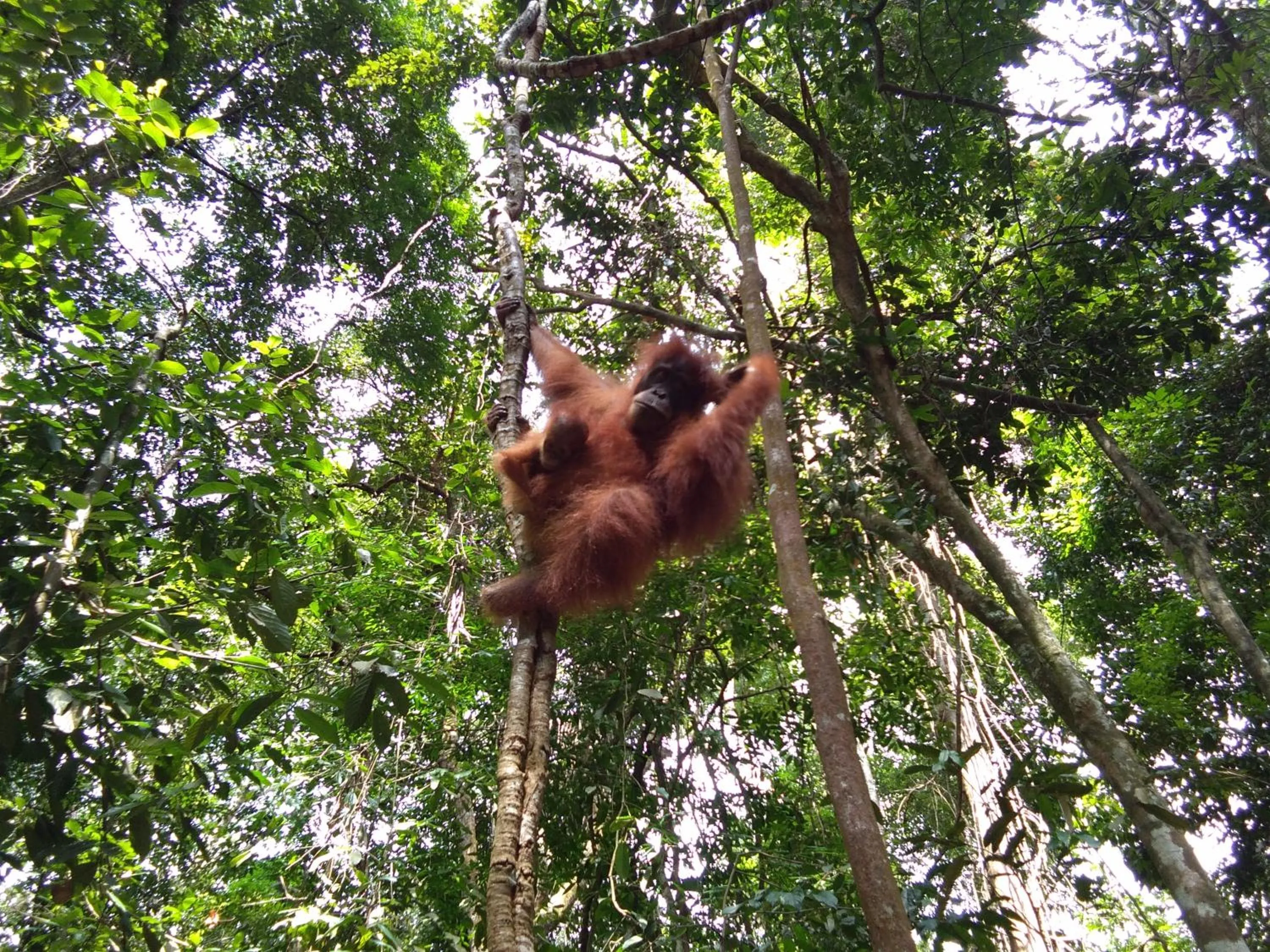 Jungle Trekking & Jungle Tour only stay here if you are and you must booking jungle trekking with us