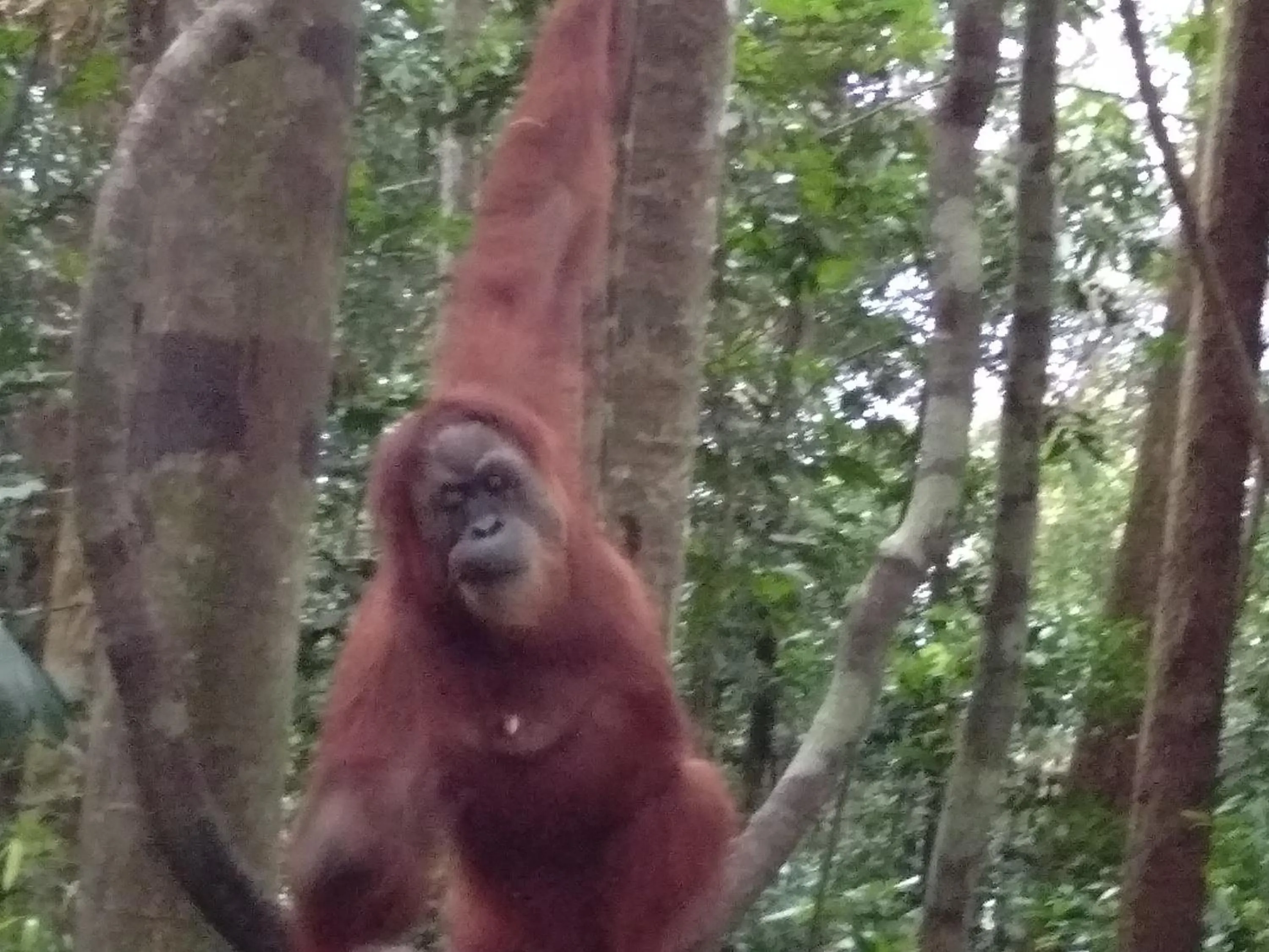Jungle Trekking & Jungle Tour only stay here if you are and you must booking jungle trekking with us