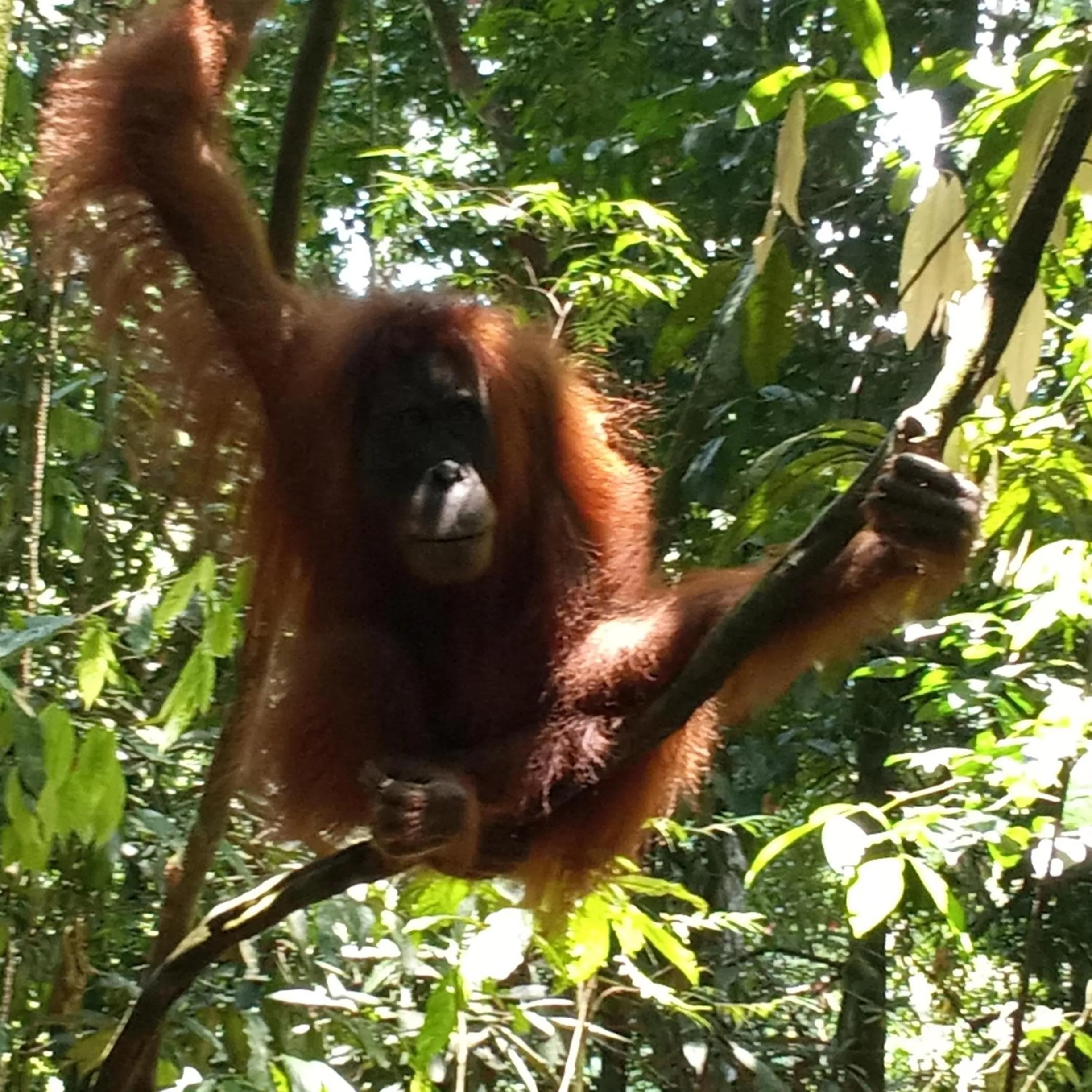 Jungle Trekking & Jungle Tour only stay here if you are and you must booking jungle trekking with us