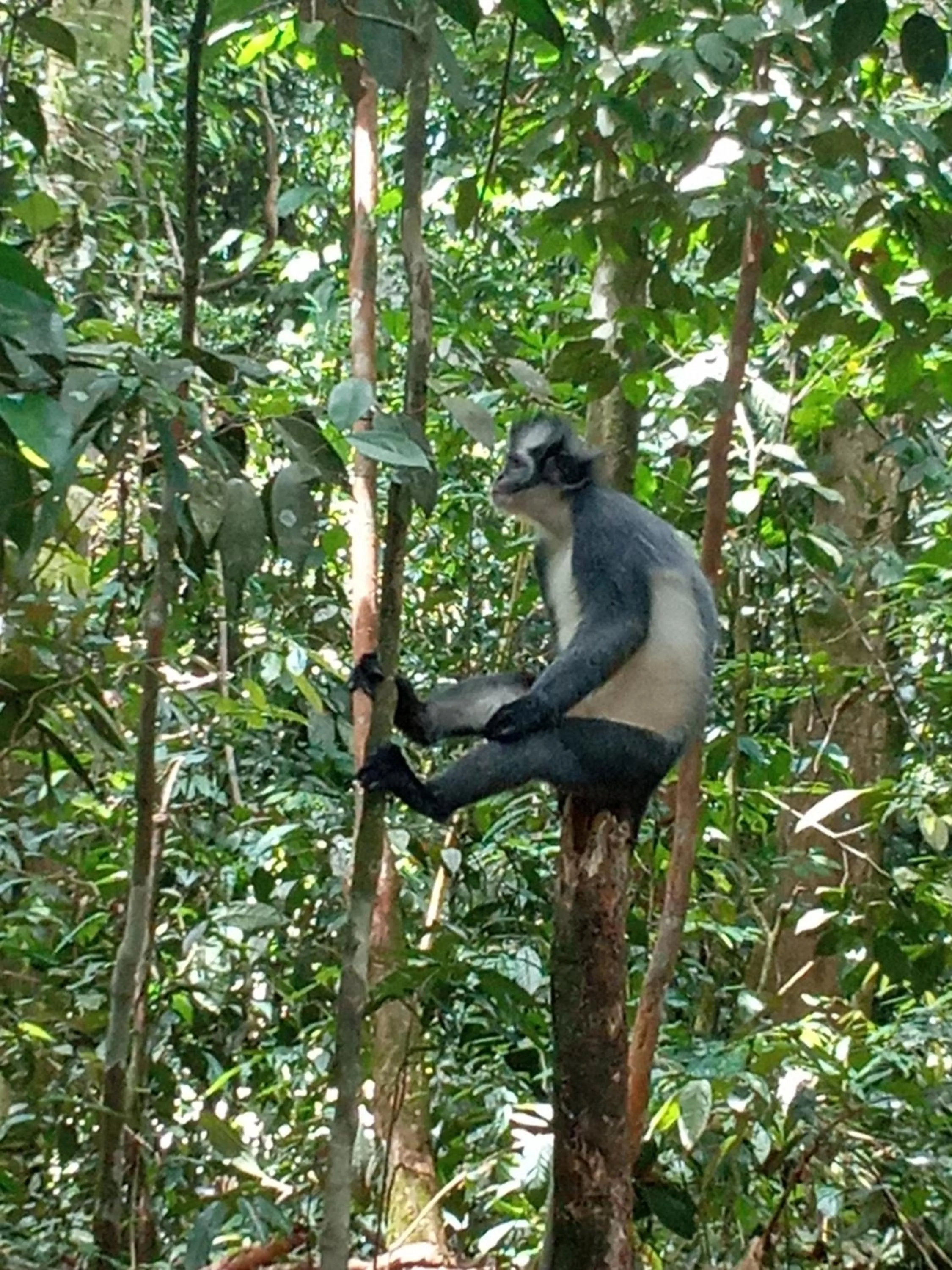Jungle Trekking & Jungle Tour only stay here if you are and you must booking jungle trekking with us