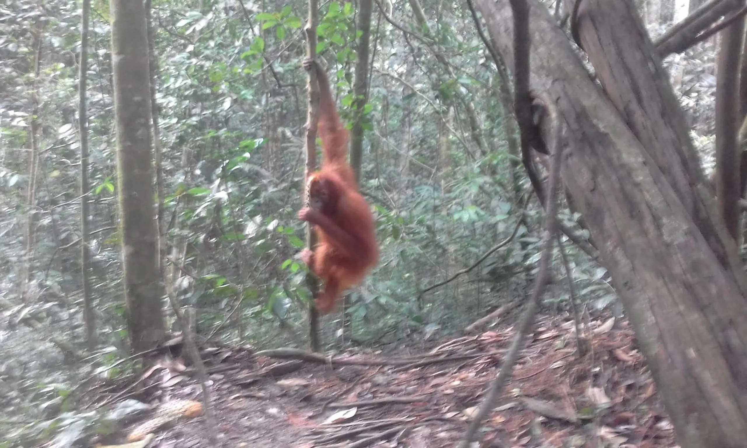 Jungle Trekking & Jungle Tour only stay here if you are and you must booking jungle trekking with us