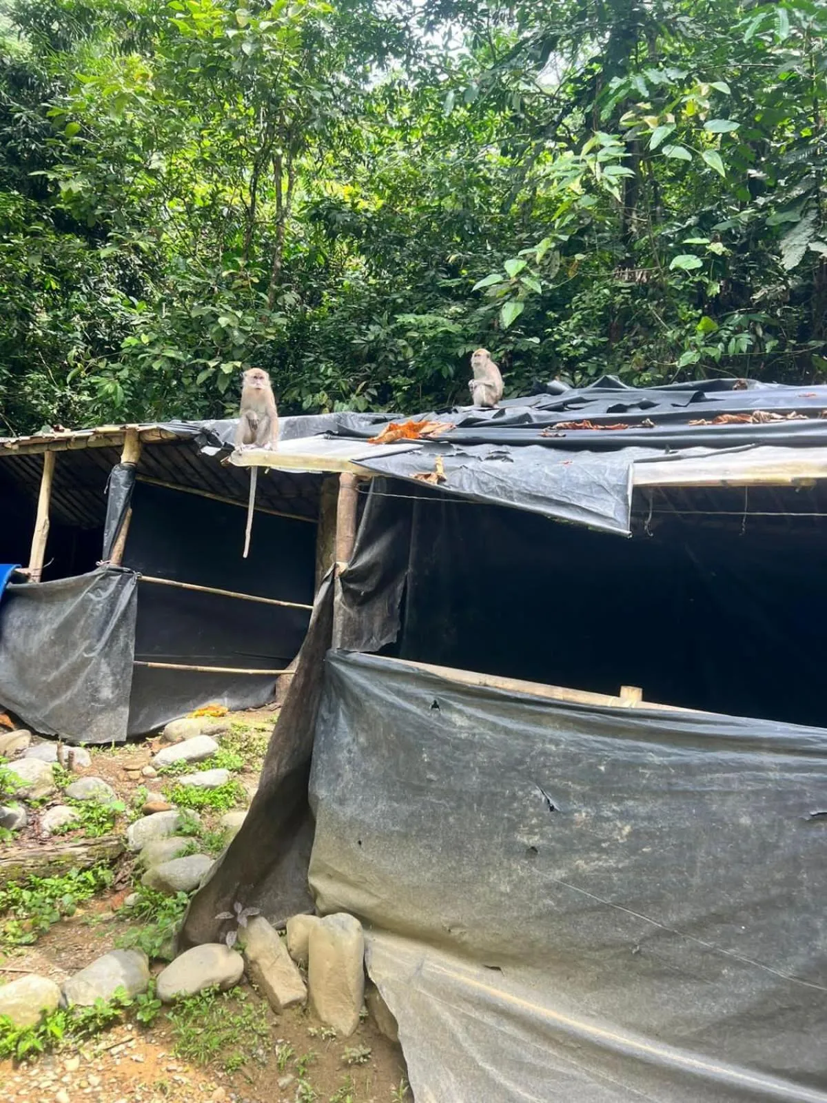 Jungle Trekking & Jungle Tour only stay here if you are and you must booking jungle trekking with us