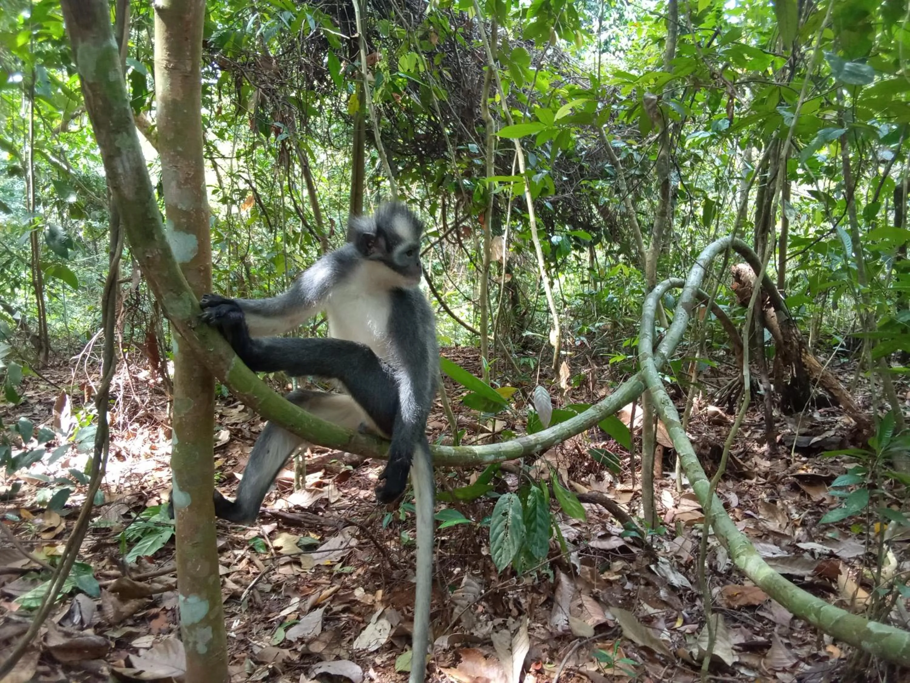 Jungle Trekking & Jungle Tour only stay here if you are and you must booking jungle trekking with us