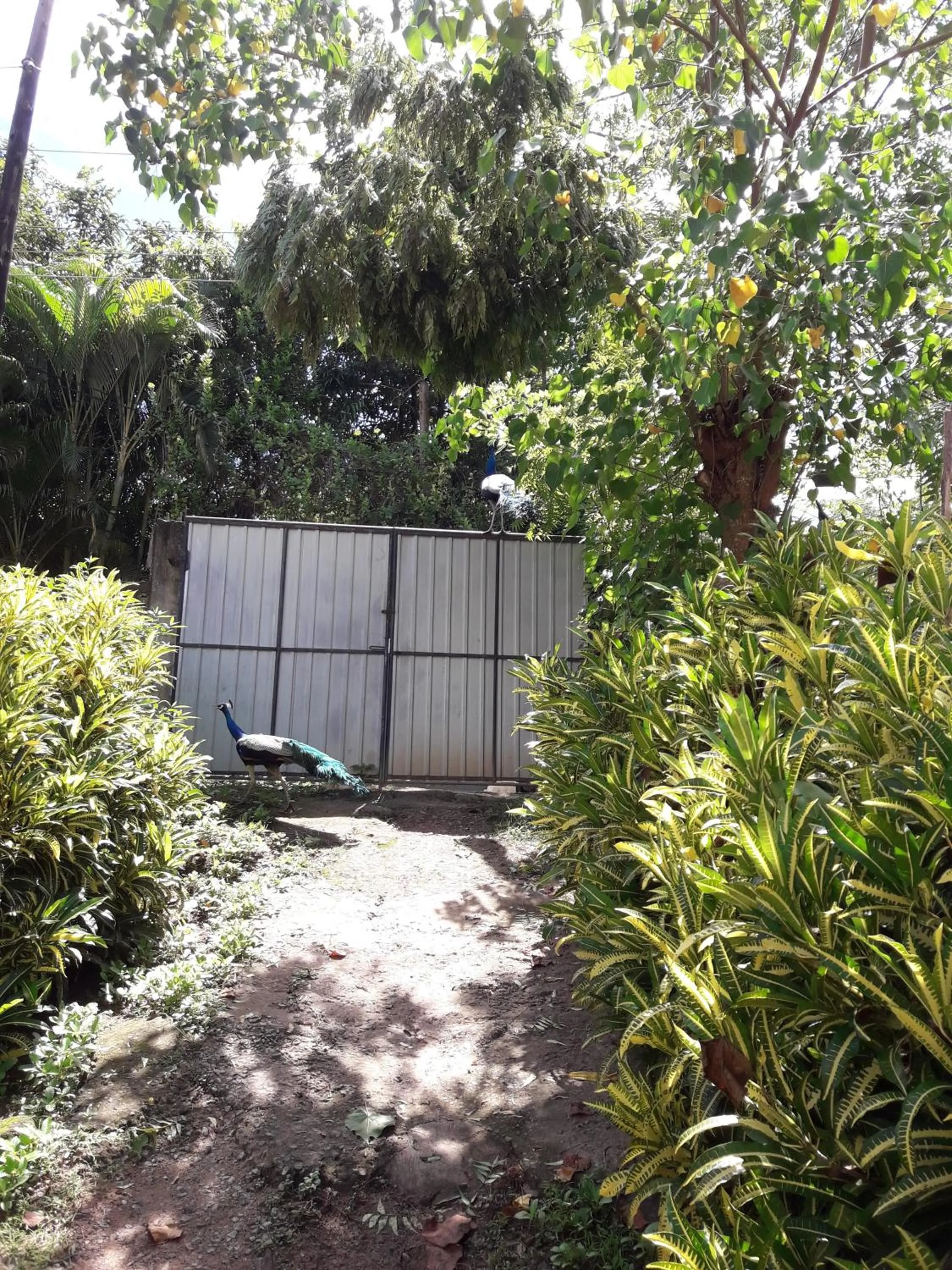 Garden in Villa Pipe Dream