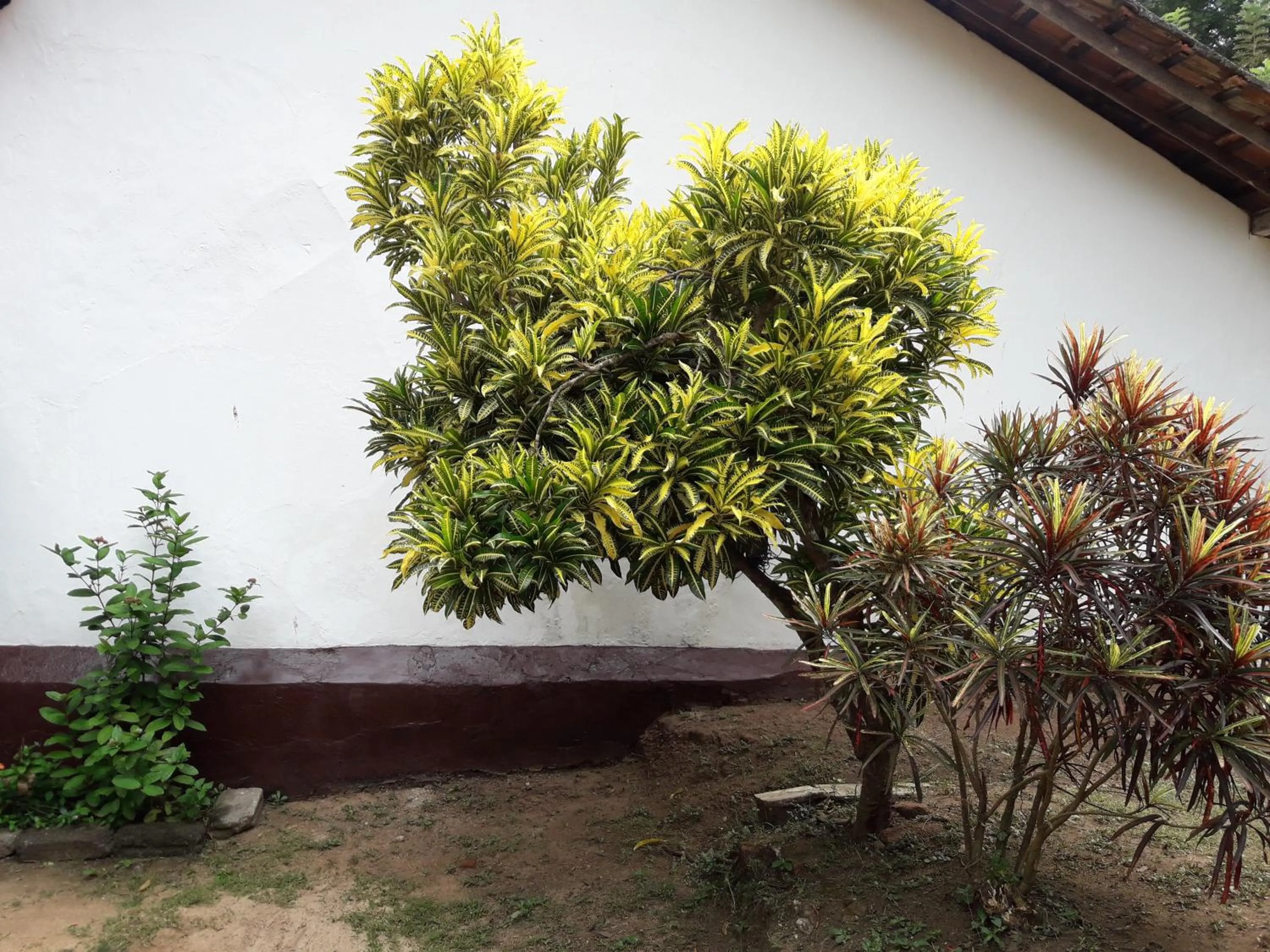 Garden in Villa Pipe Dream