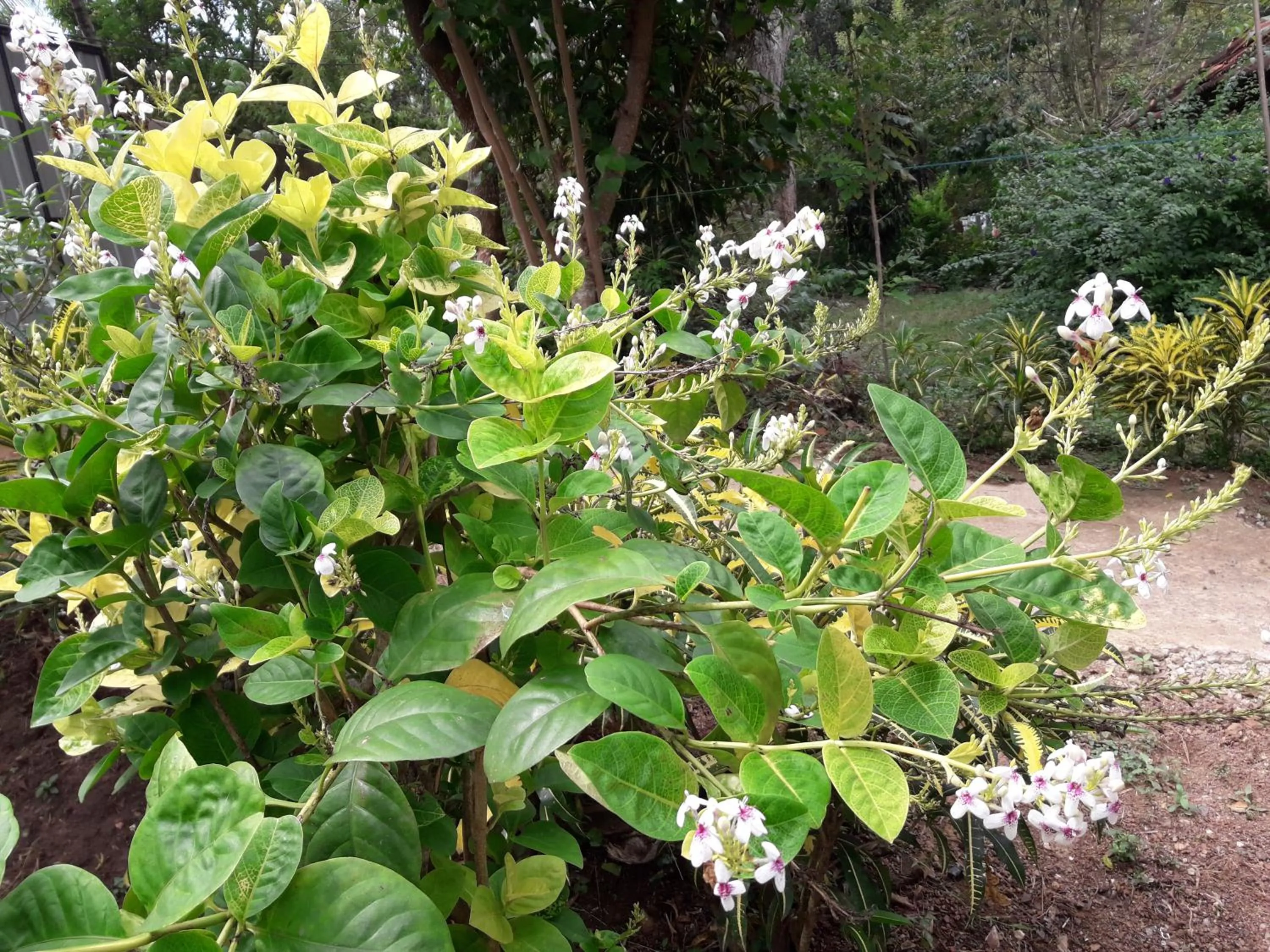Garden in Villa Pipe Dream
