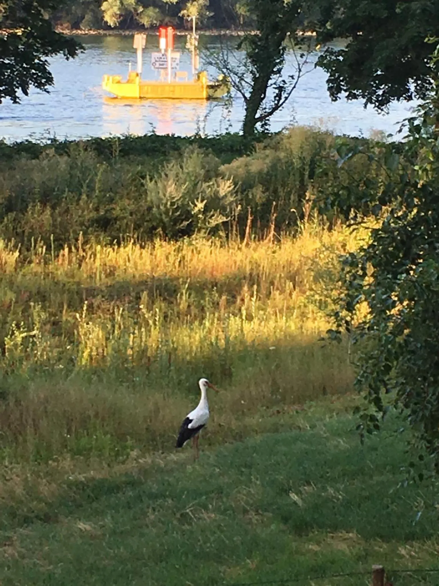 Animals in Schmuckkästle am Hafen