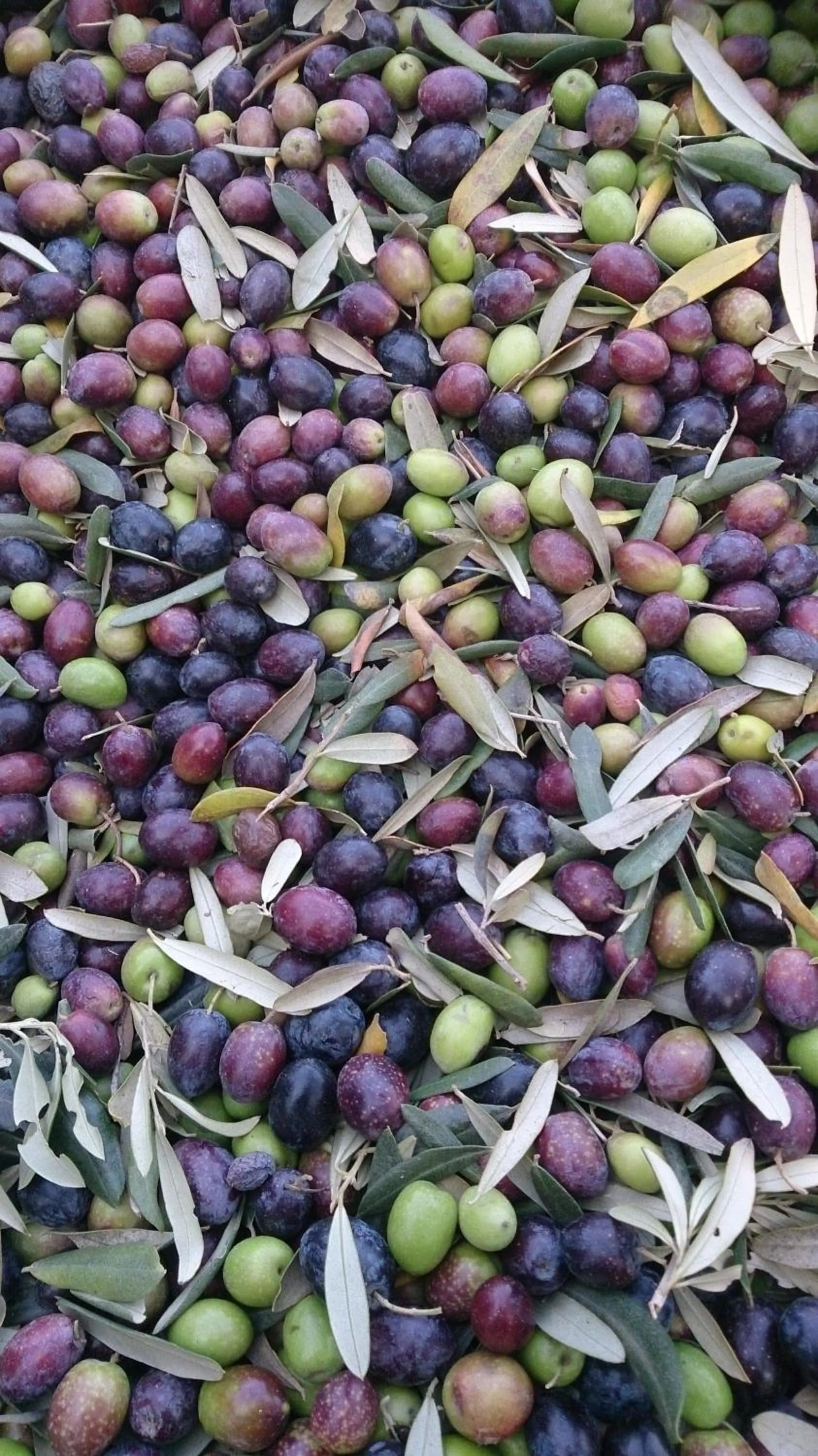 Winter in Nisanyan Hotel