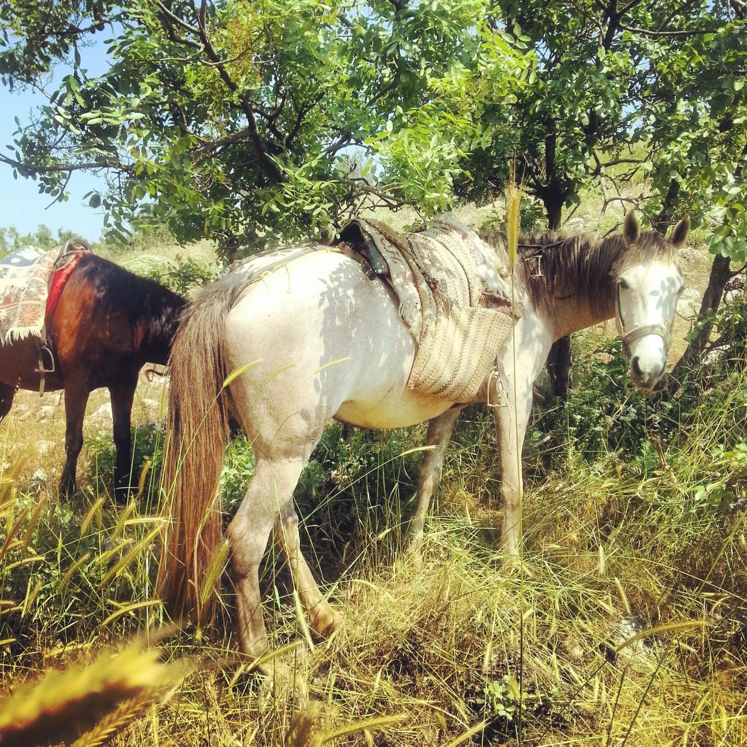 Summer in Nisanyan Hotel