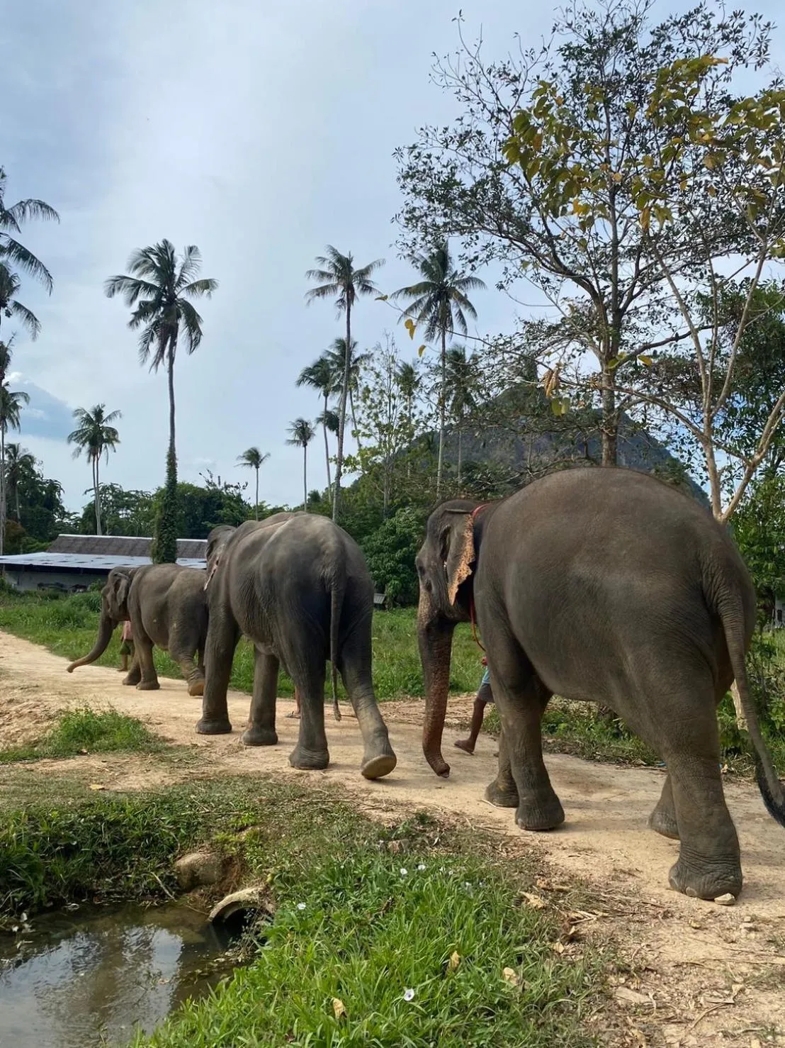 Activities, Other Animals in Amadha Villas Retreat 