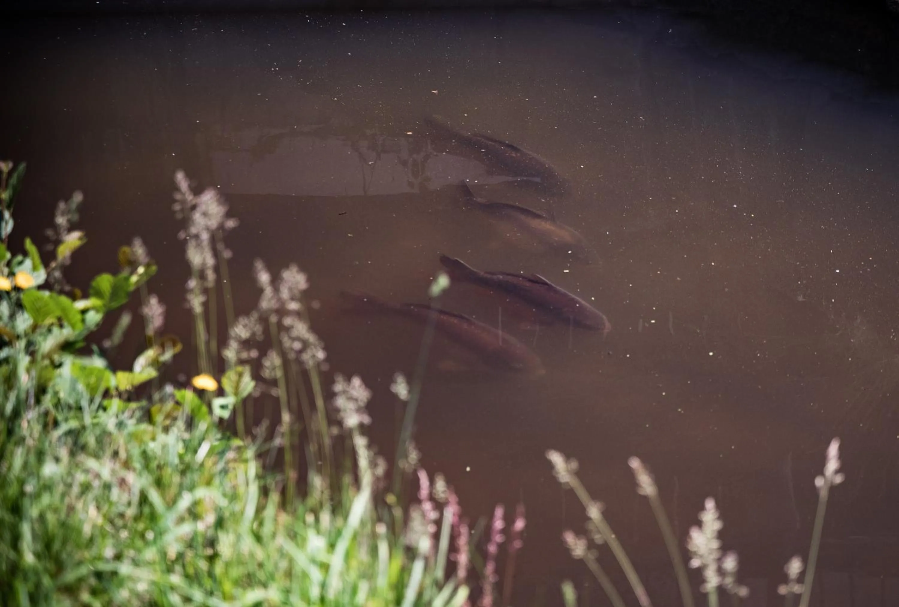 Natural landscape in Hotel Der Seehof