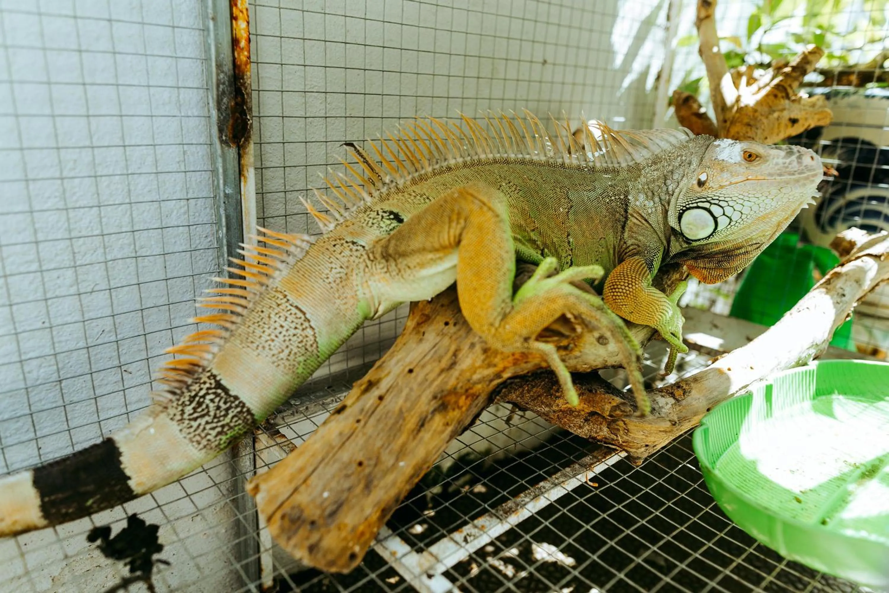 Animals in Kota's House Homestay
