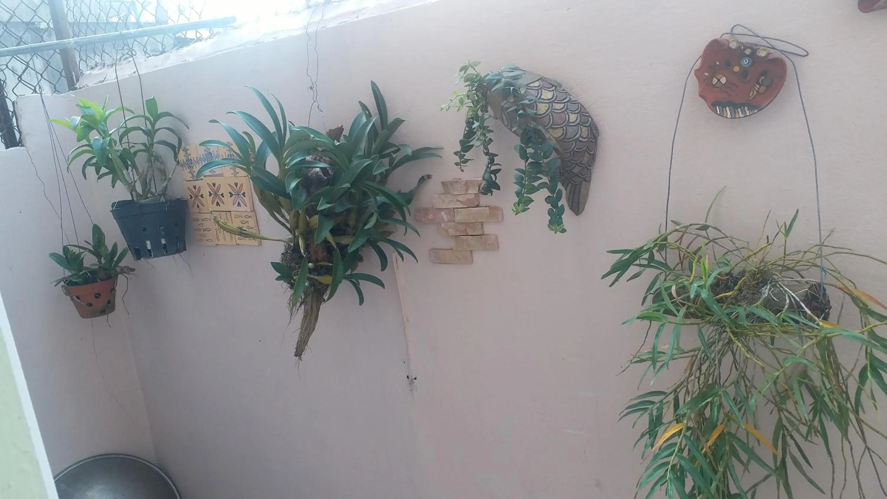Garden view in Kota's House Homestay