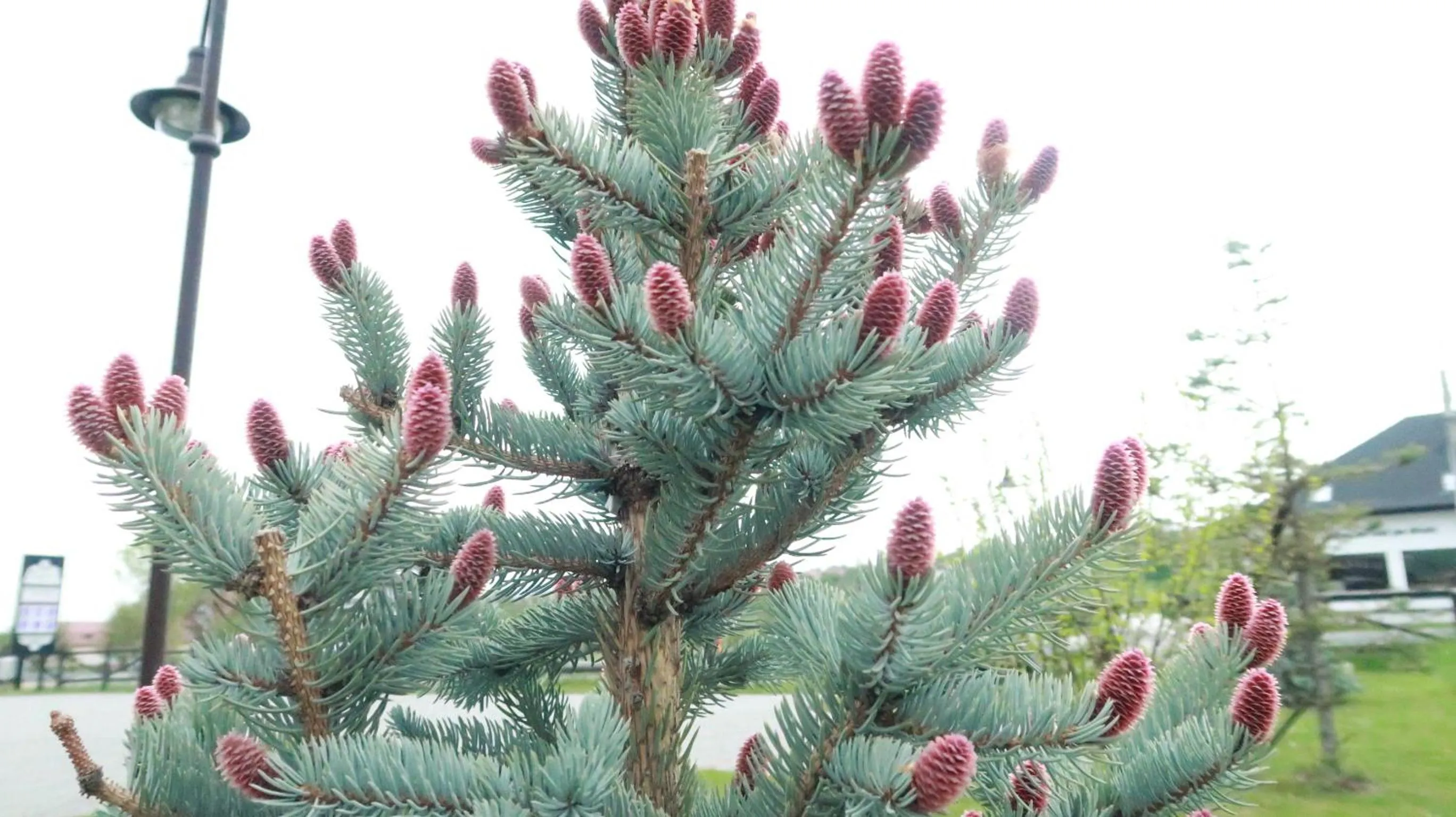 Decorative detail in Pensiunea Casa Nostalgia