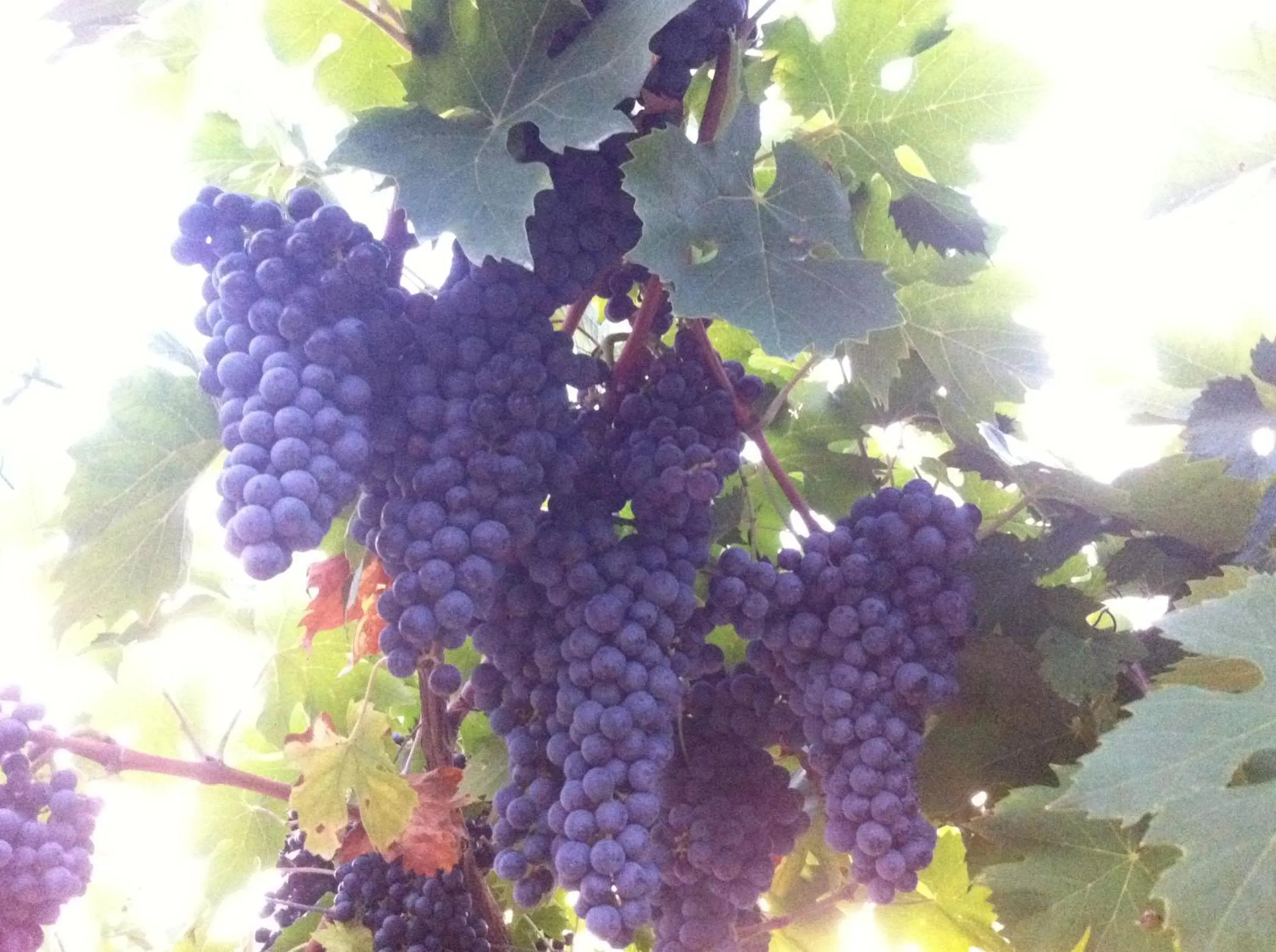 Day in Florivana Boutique Hotel