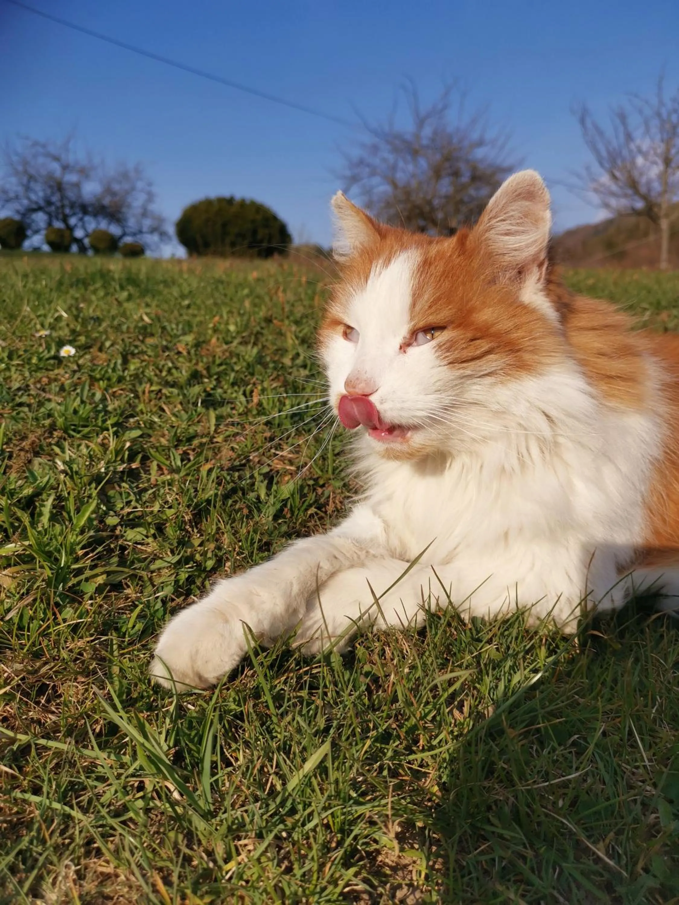 Garden in Ferienwohnung Schlögelhofer