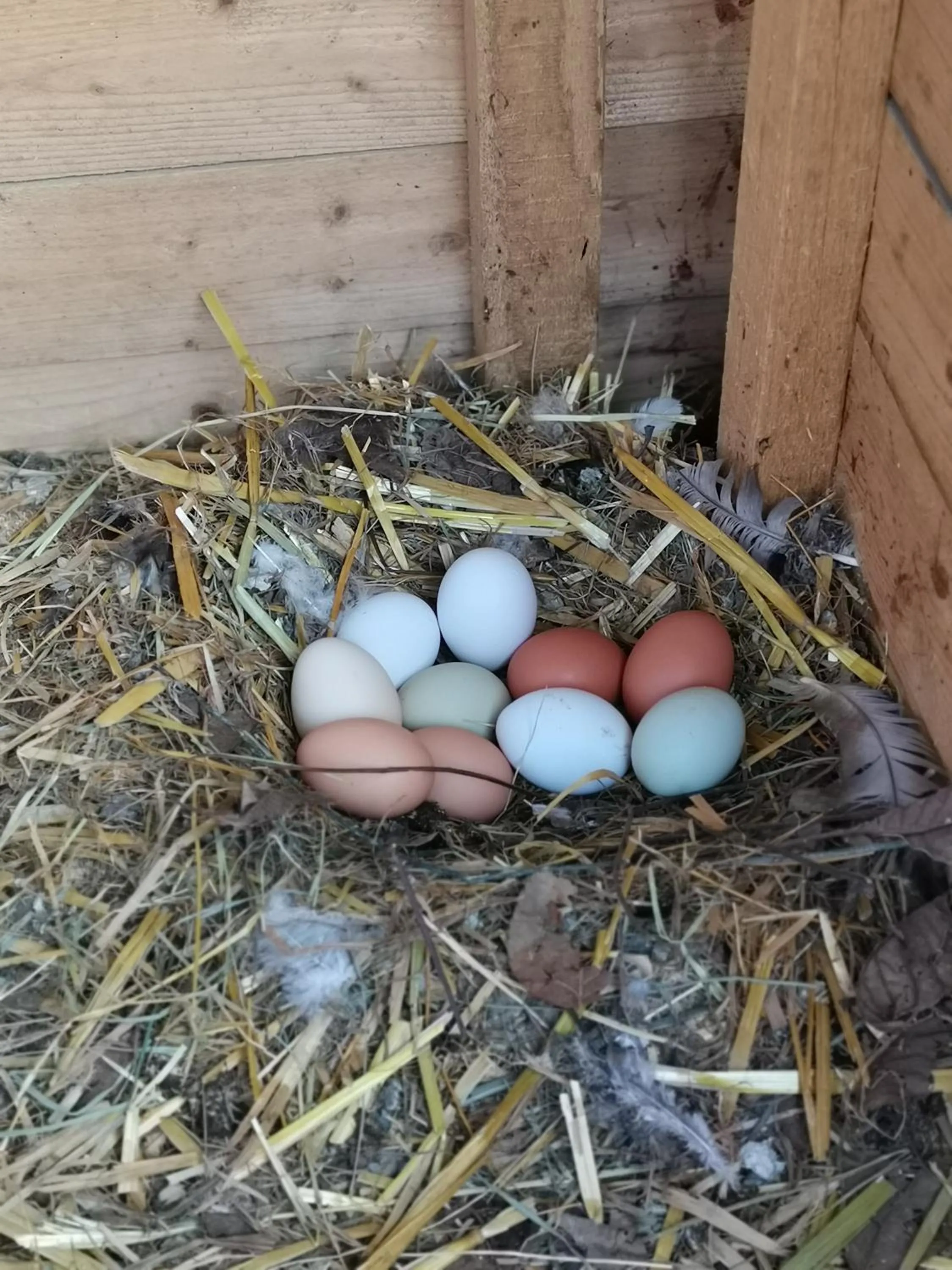 Animals in Ferienwohnung Schlögelhofer