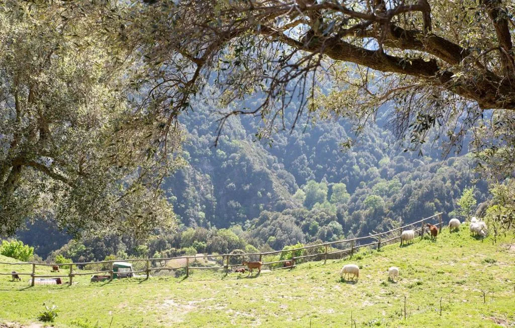 Animals in Magia dell'Aspromonte