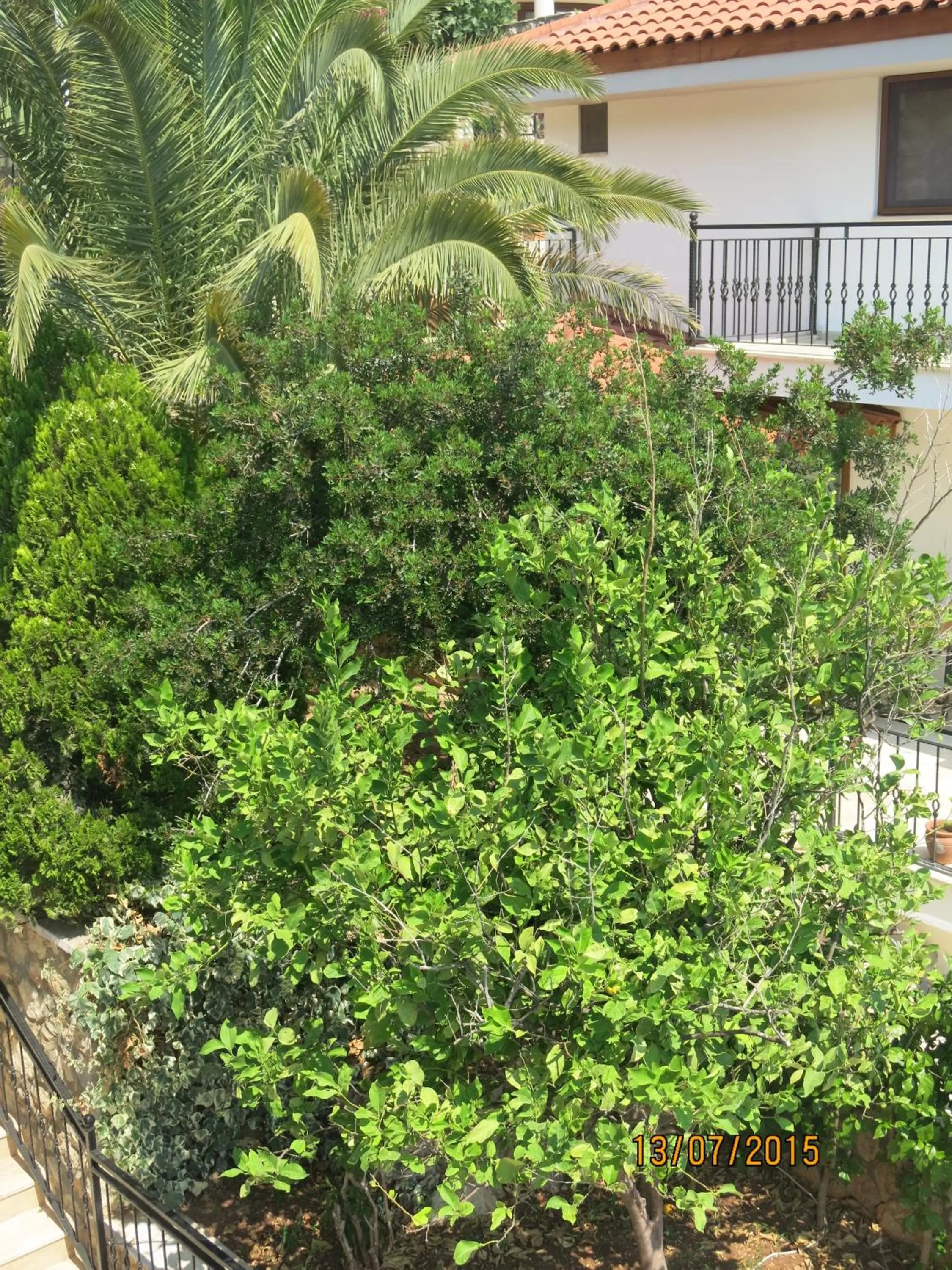 Garden view in Kulube Hotel