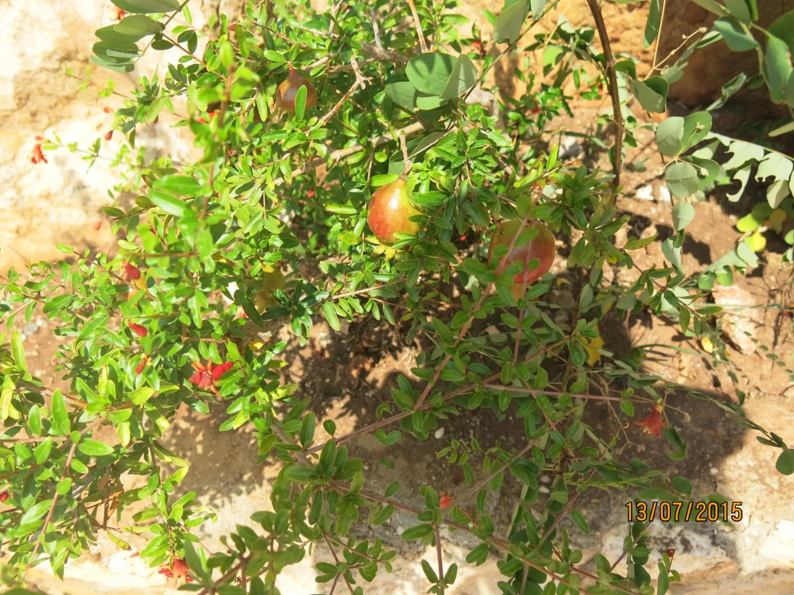 Garden view in Kulube Hotel